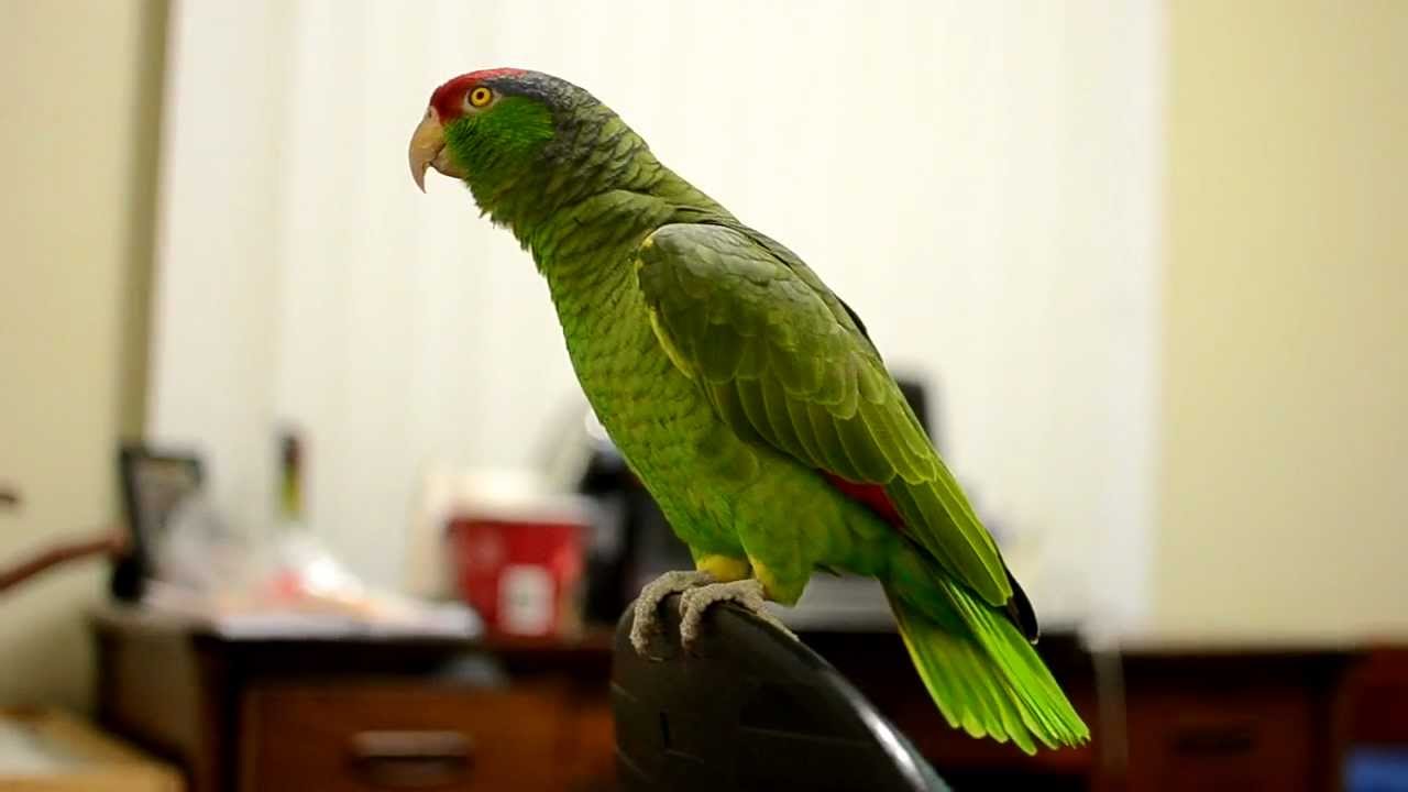 Amazon Parrot