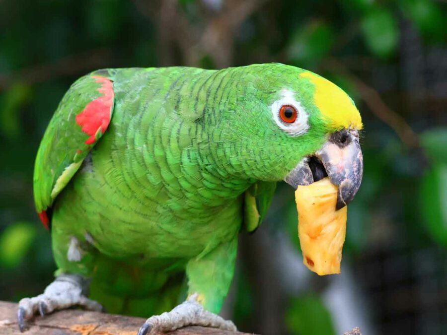 Amazon Parrot