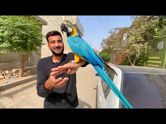 Macaw Parrot