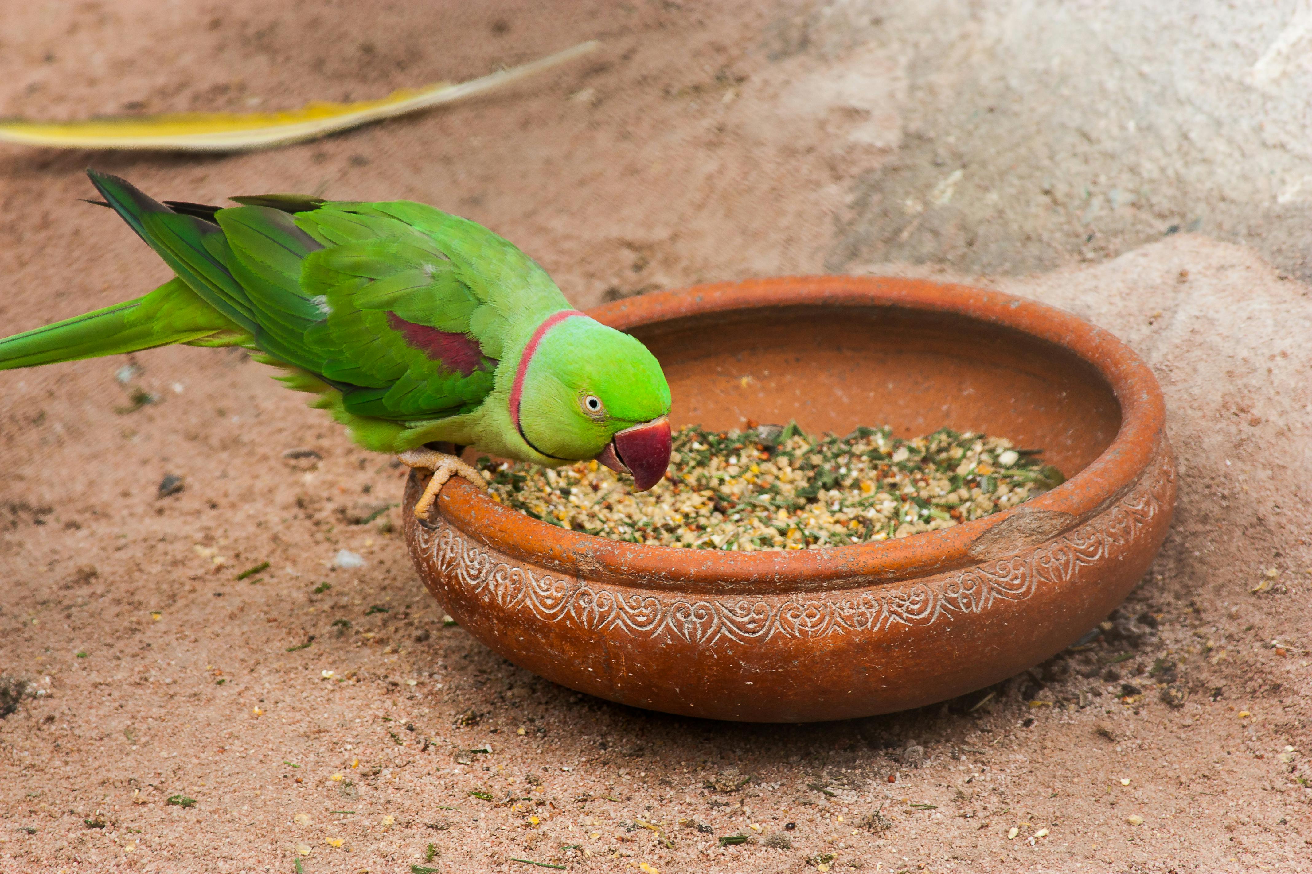 Ringneck Parrot