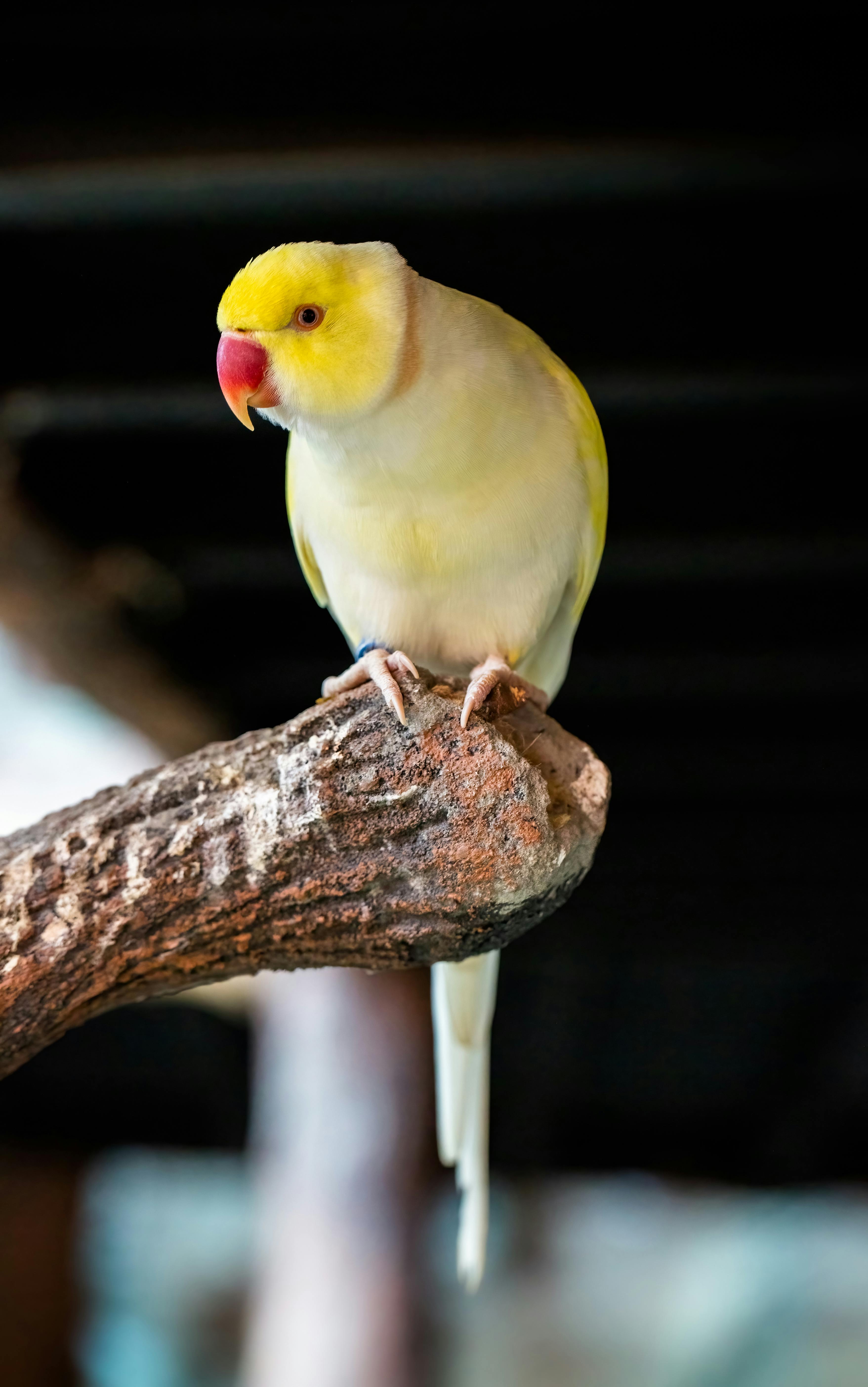 Colorful Ringneck Parrot