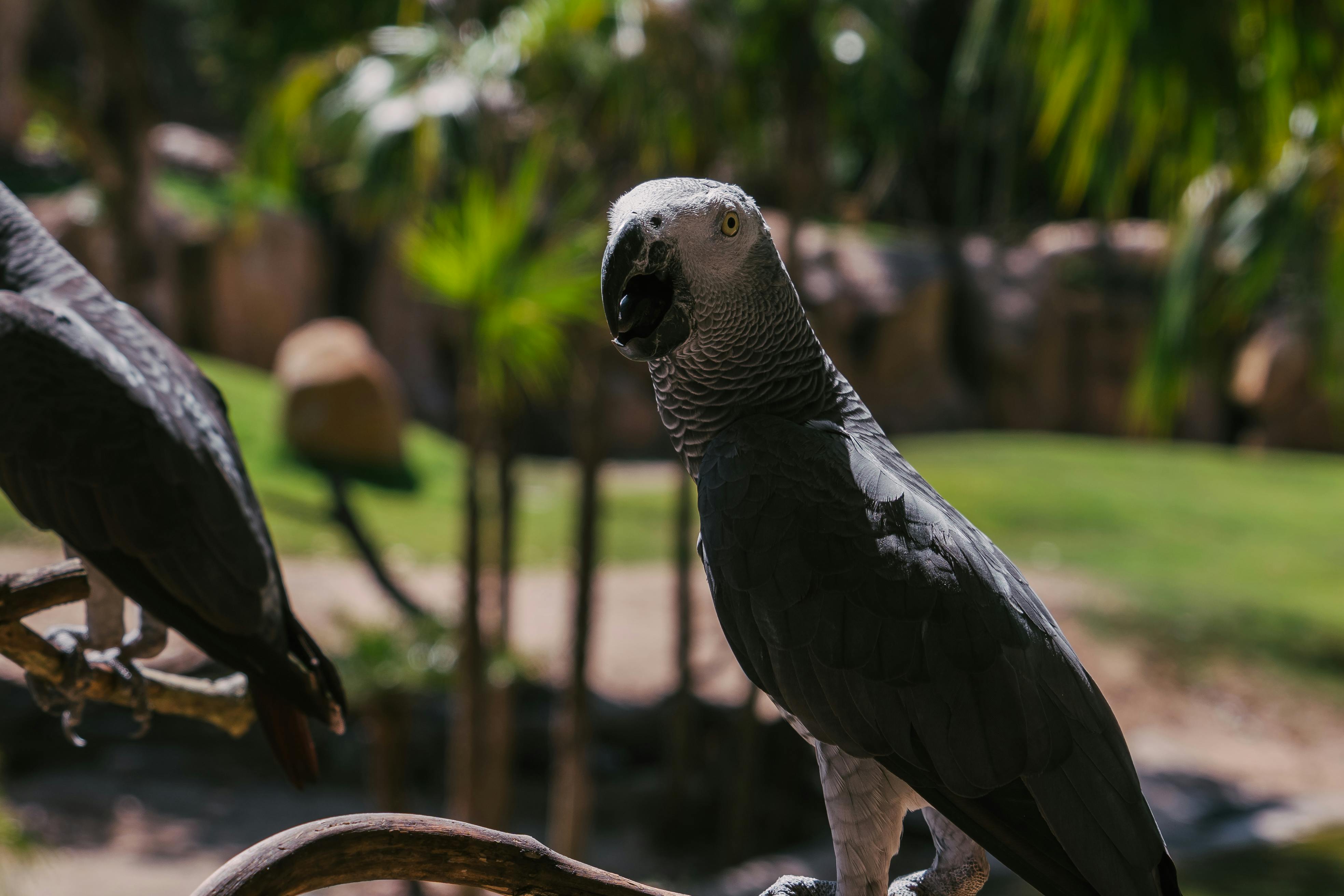 African Grey Parrot