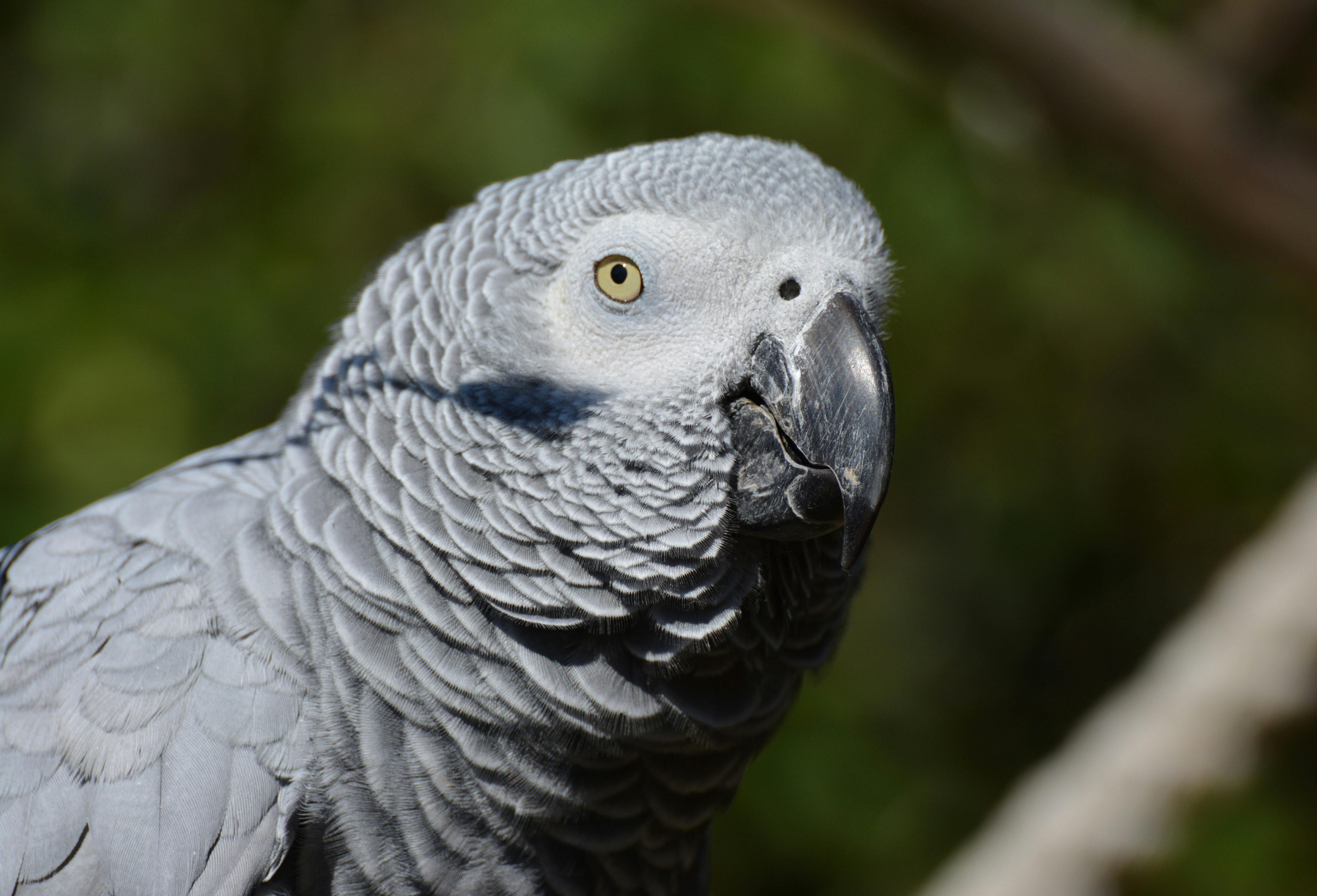 African Grey Parrot in Habitat