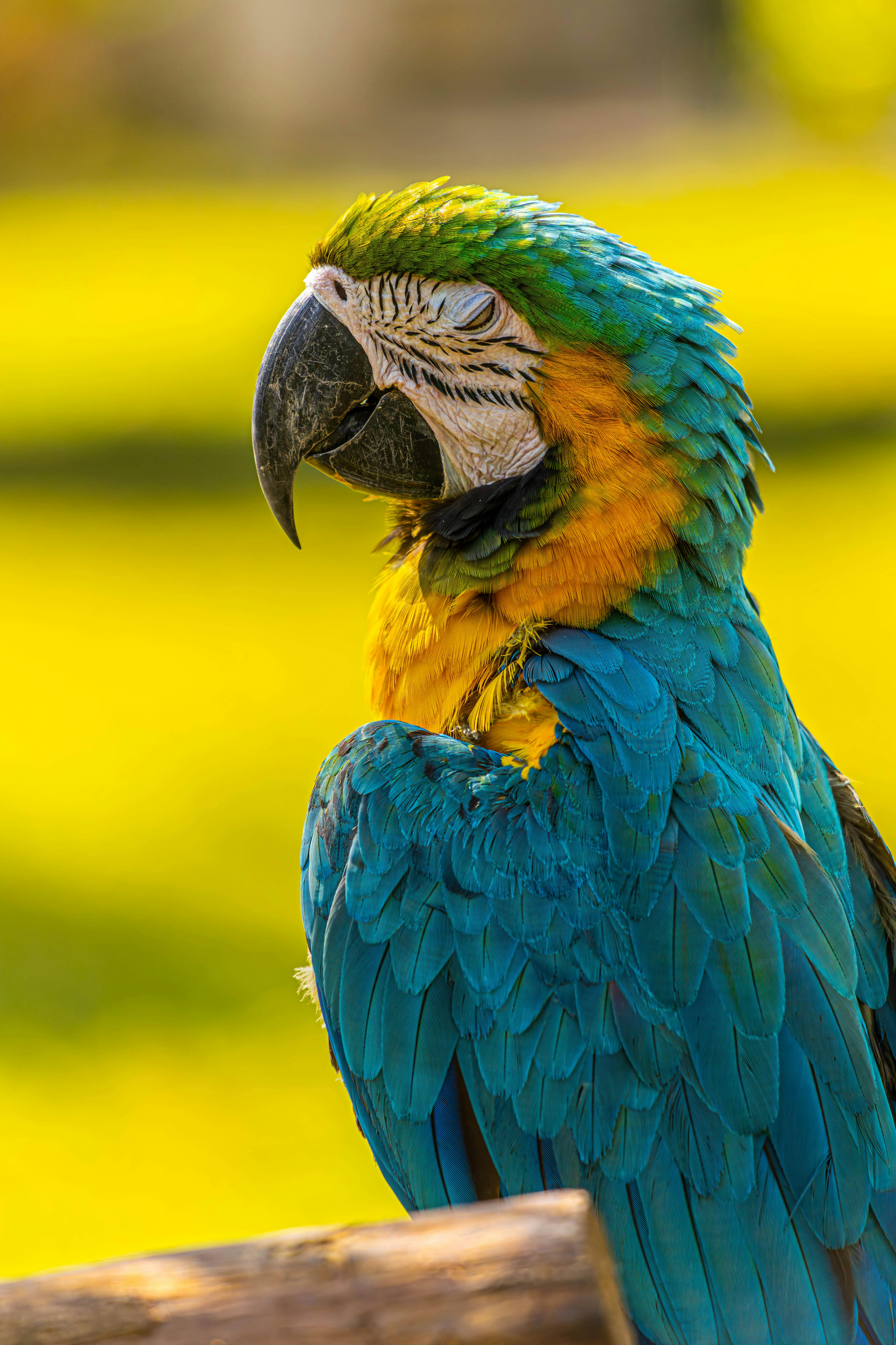 Happy Pionus Parrot