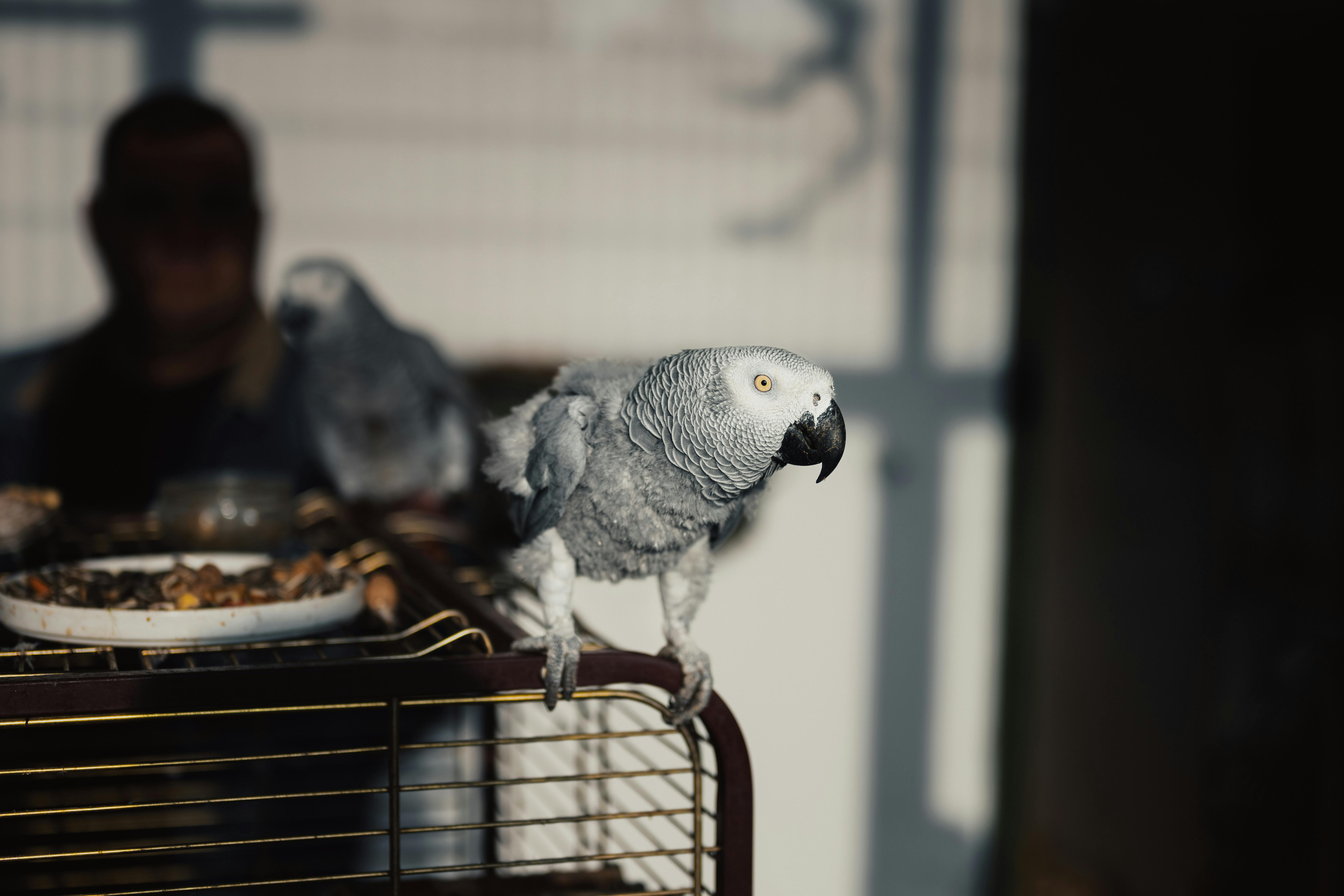 Grey Parrot Lifespan