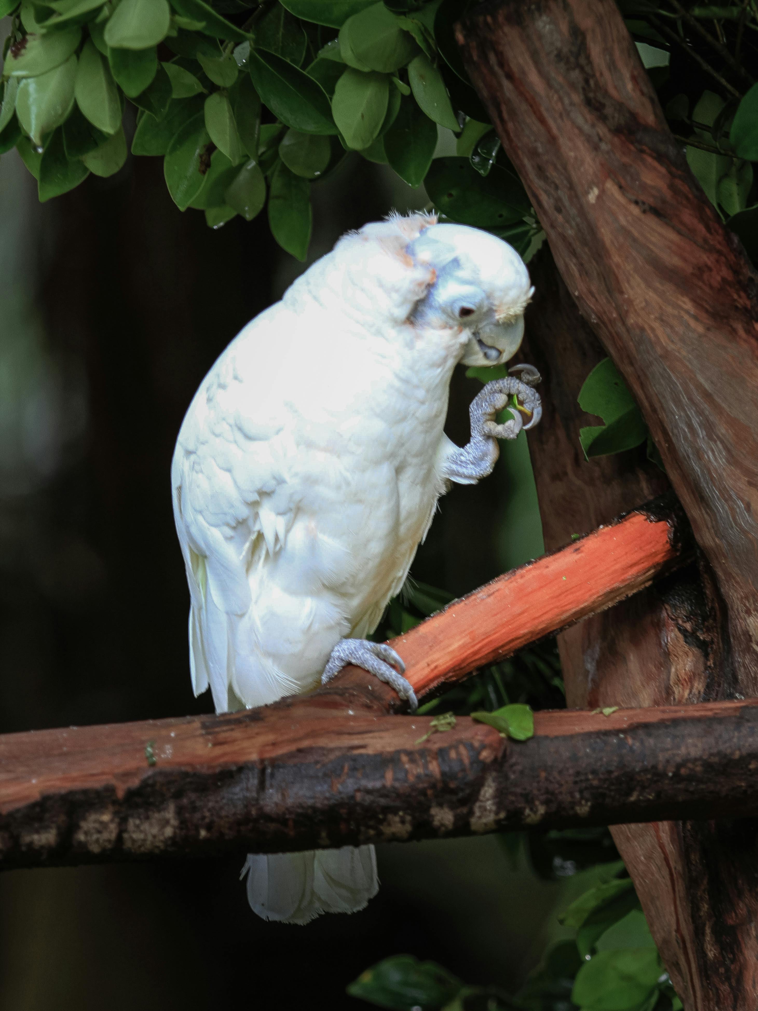 White Parrot