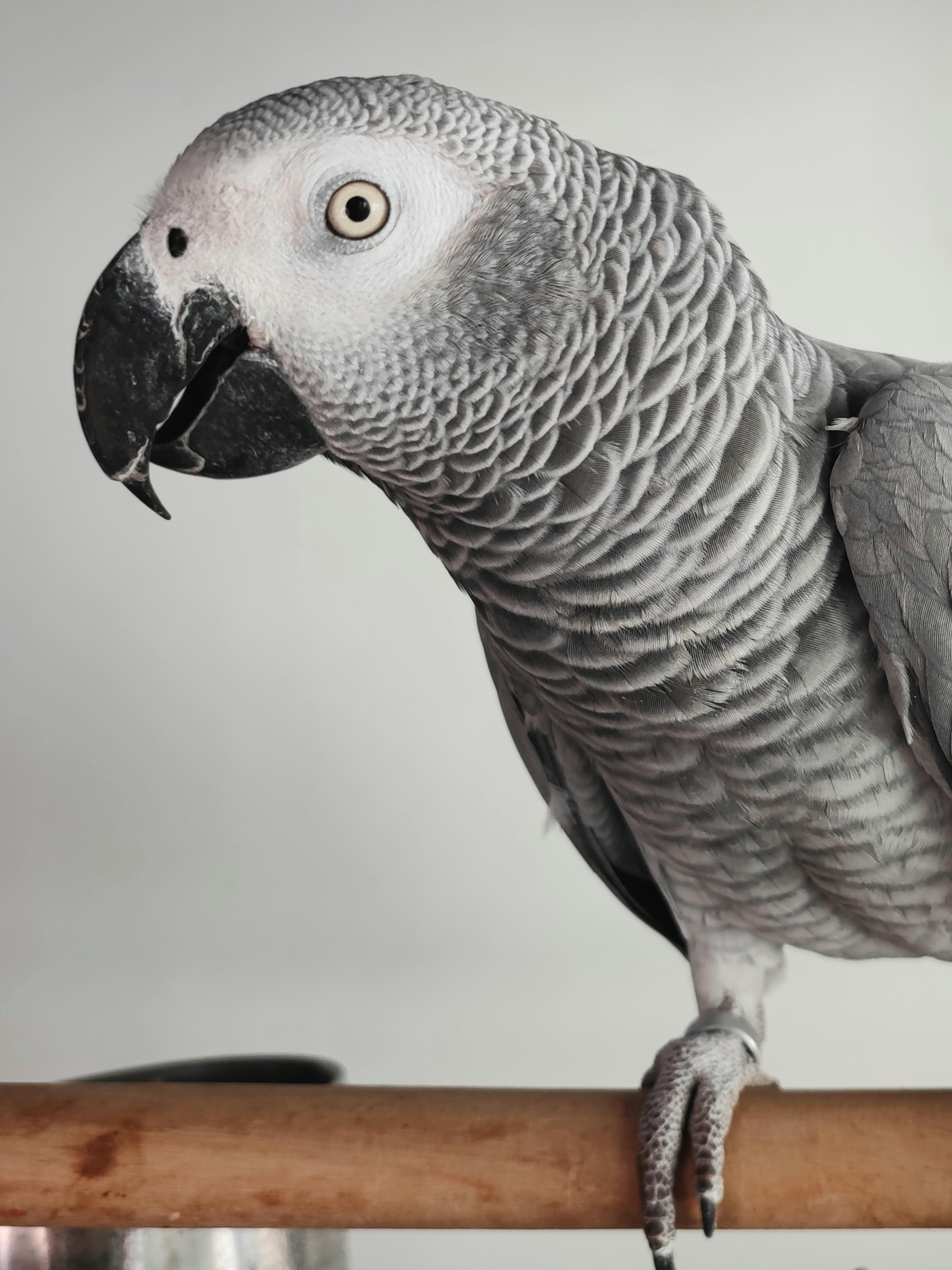 African Grey Parrot