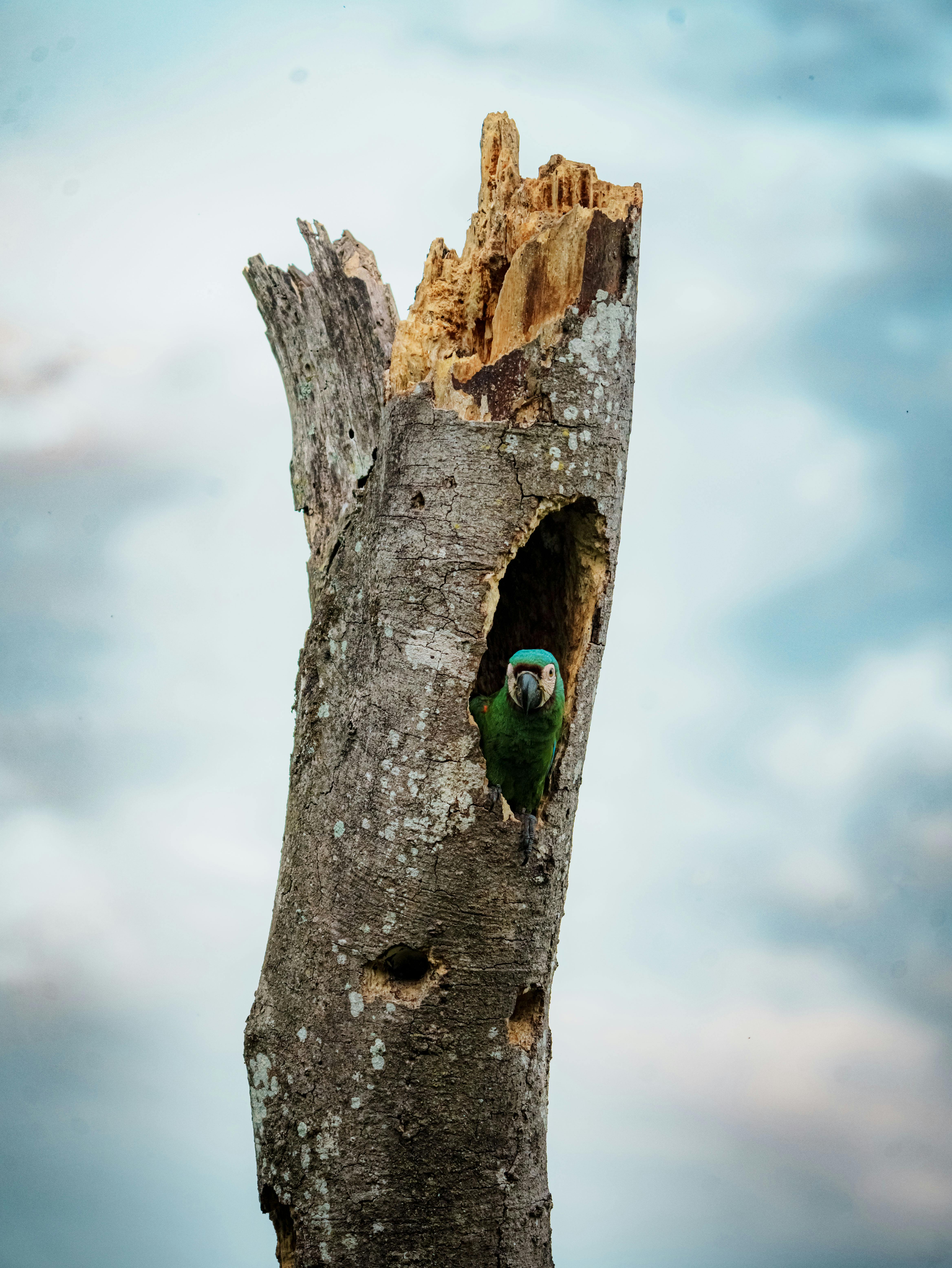 Parrot Varieties