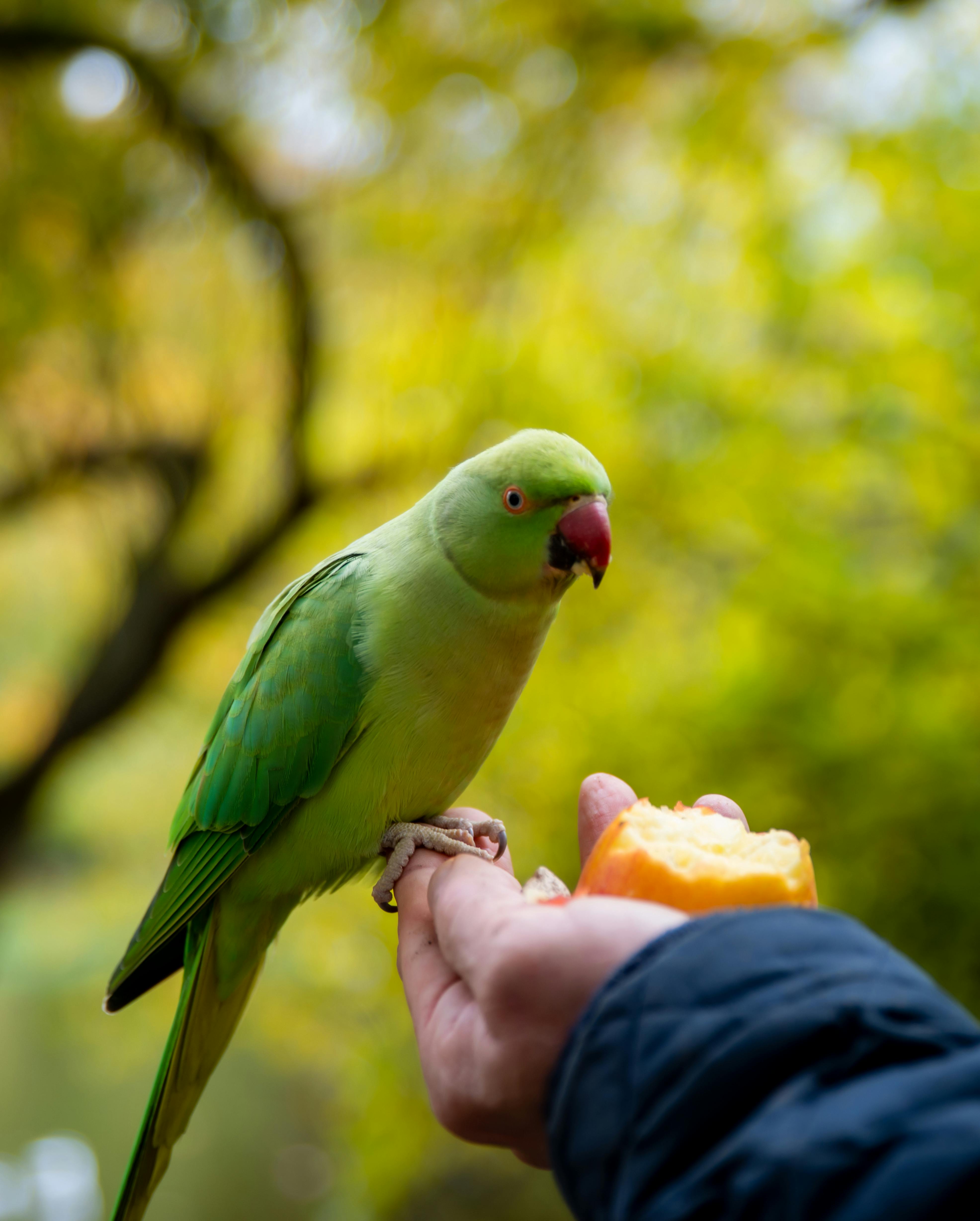 Colorful Ring Neck Parrot