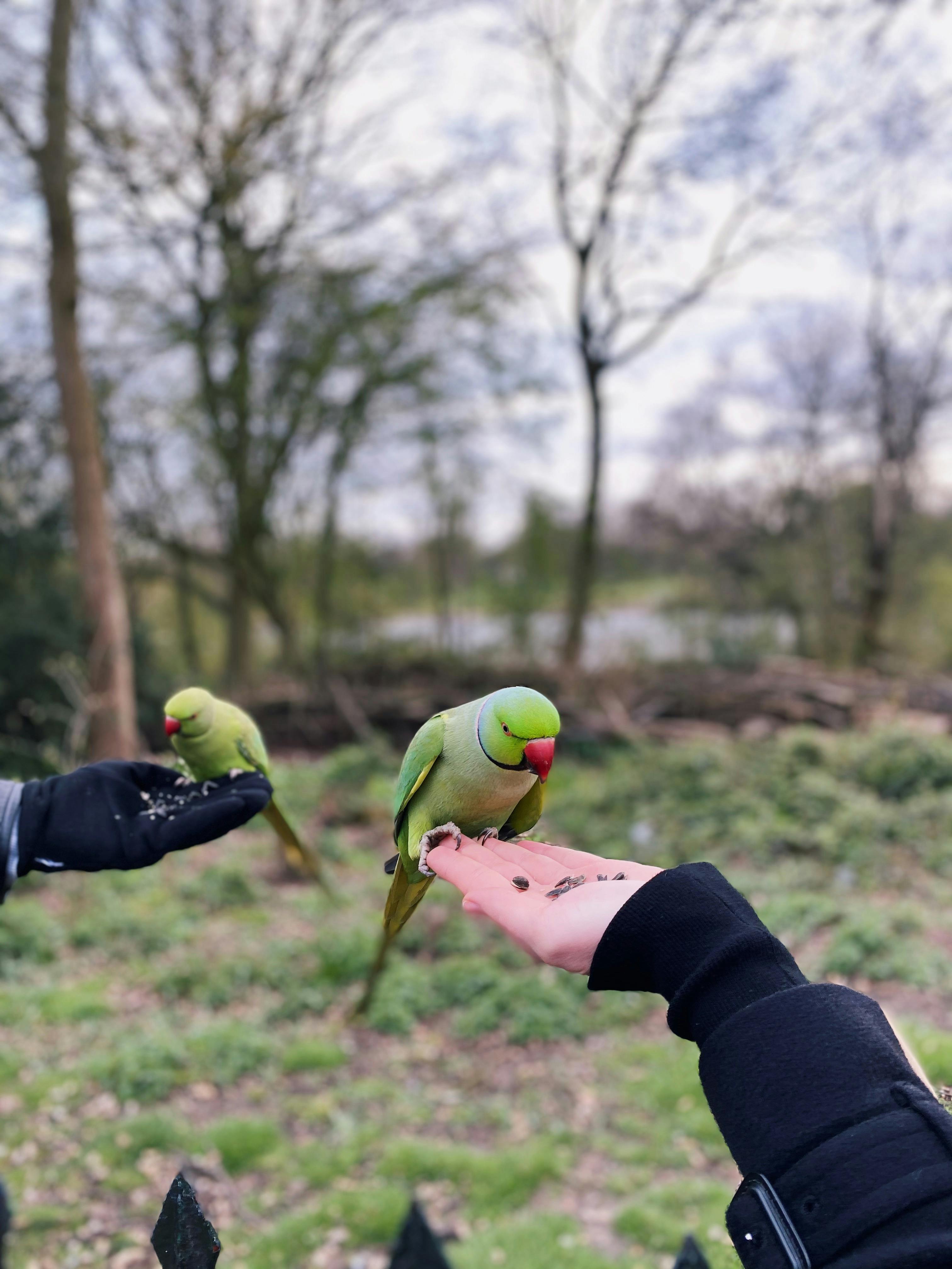 Engaged Ring Neck Parrot