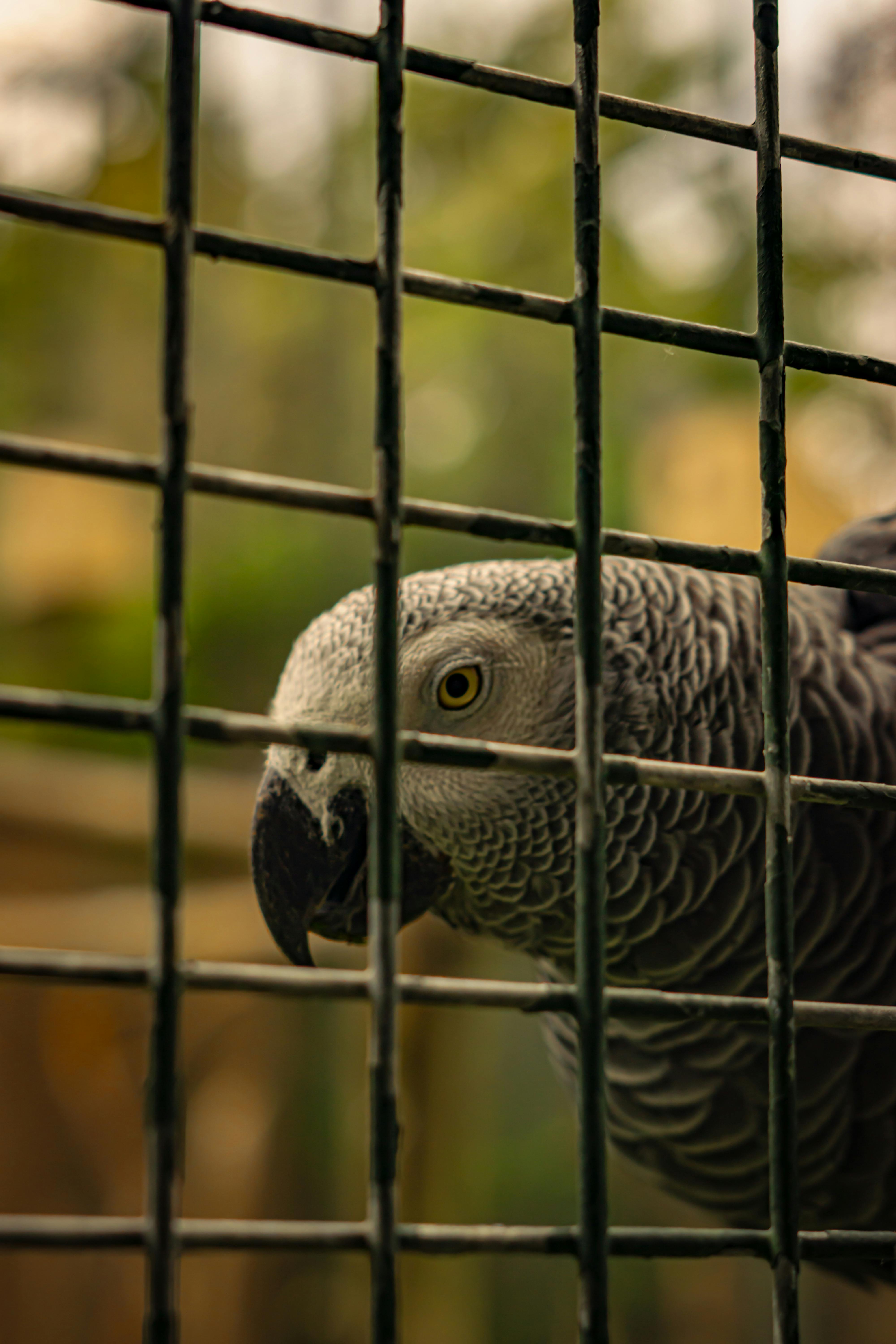 Gray Parrot in its habitat