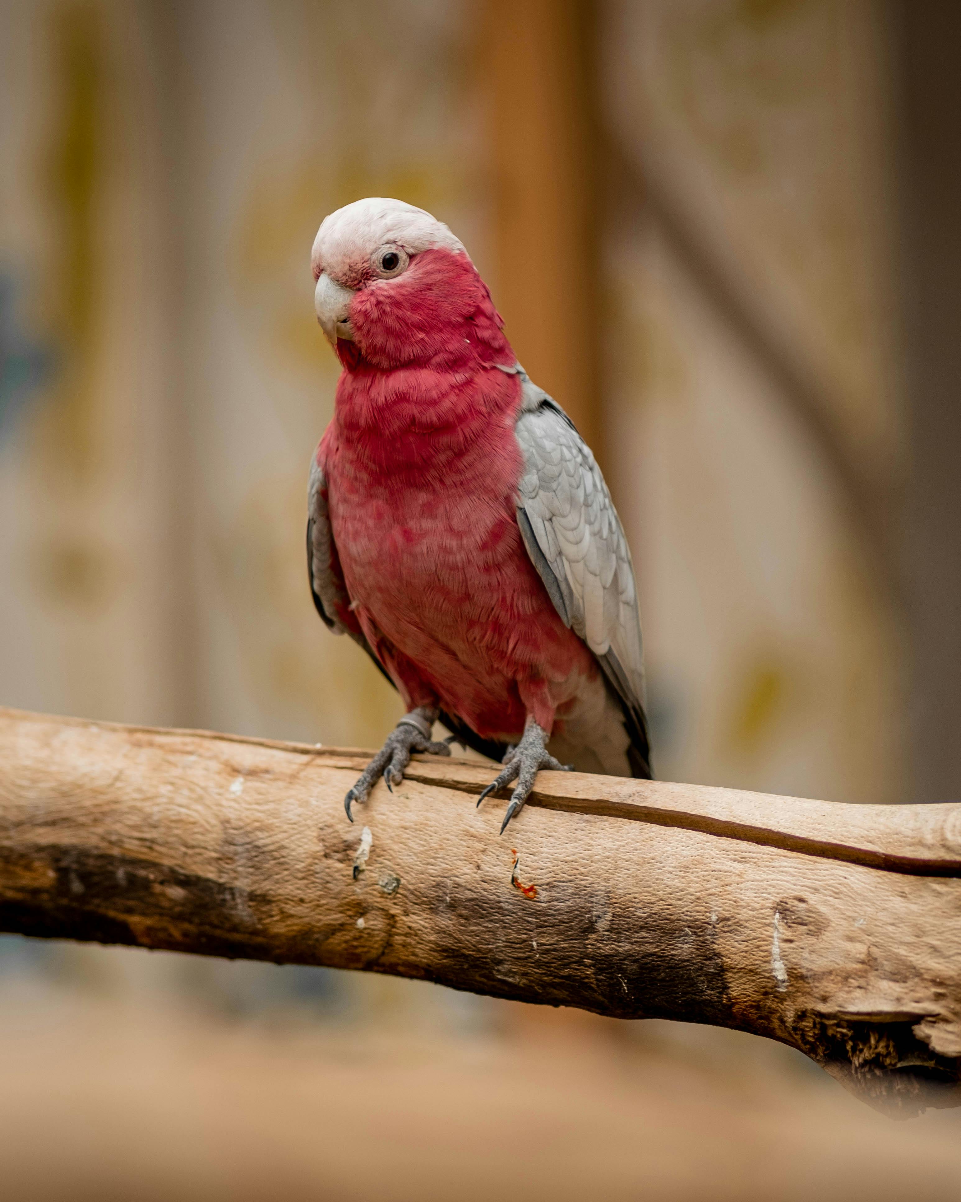 Gray Parrot Playing with Toys