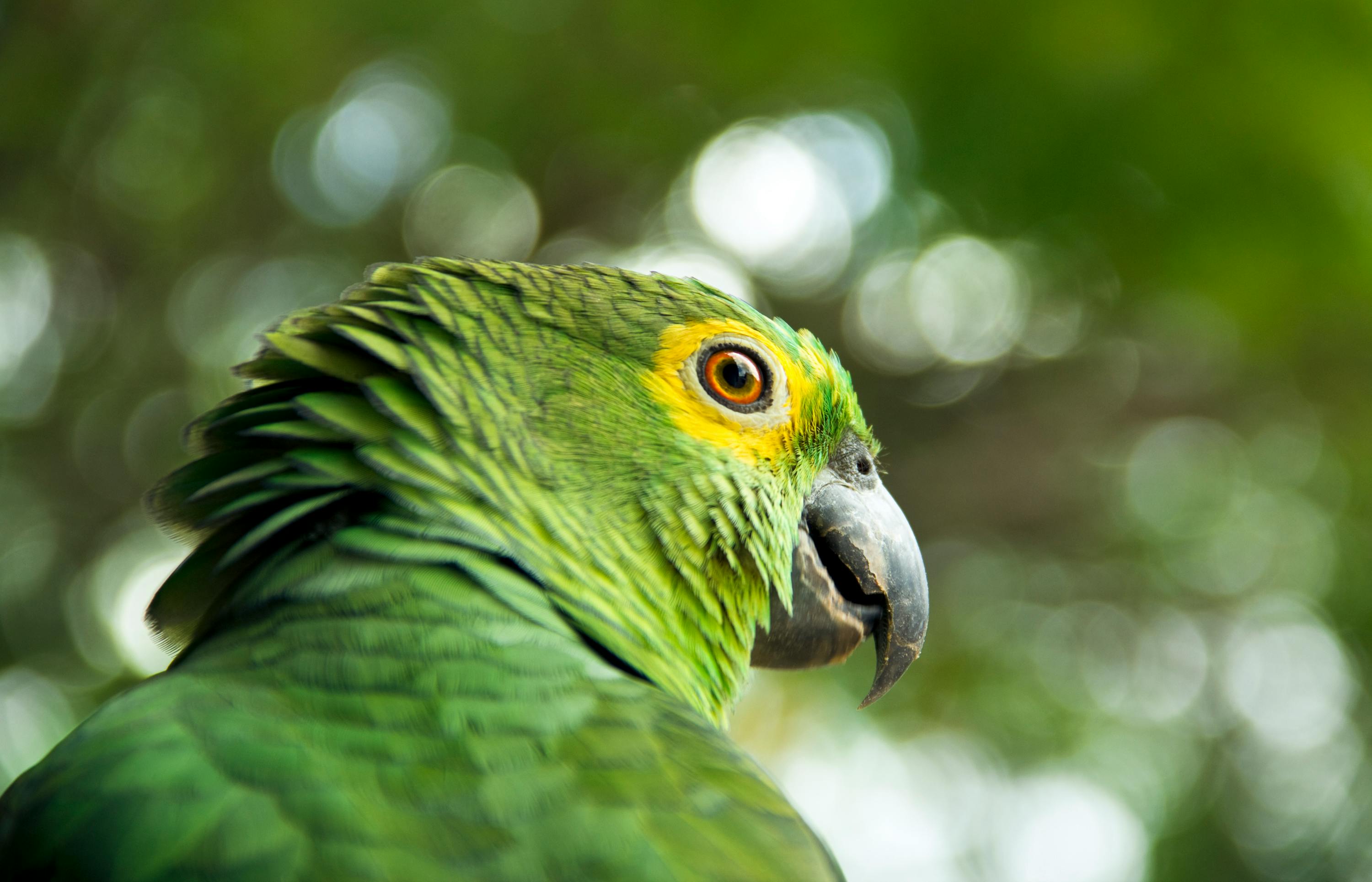 Colorful Parrots