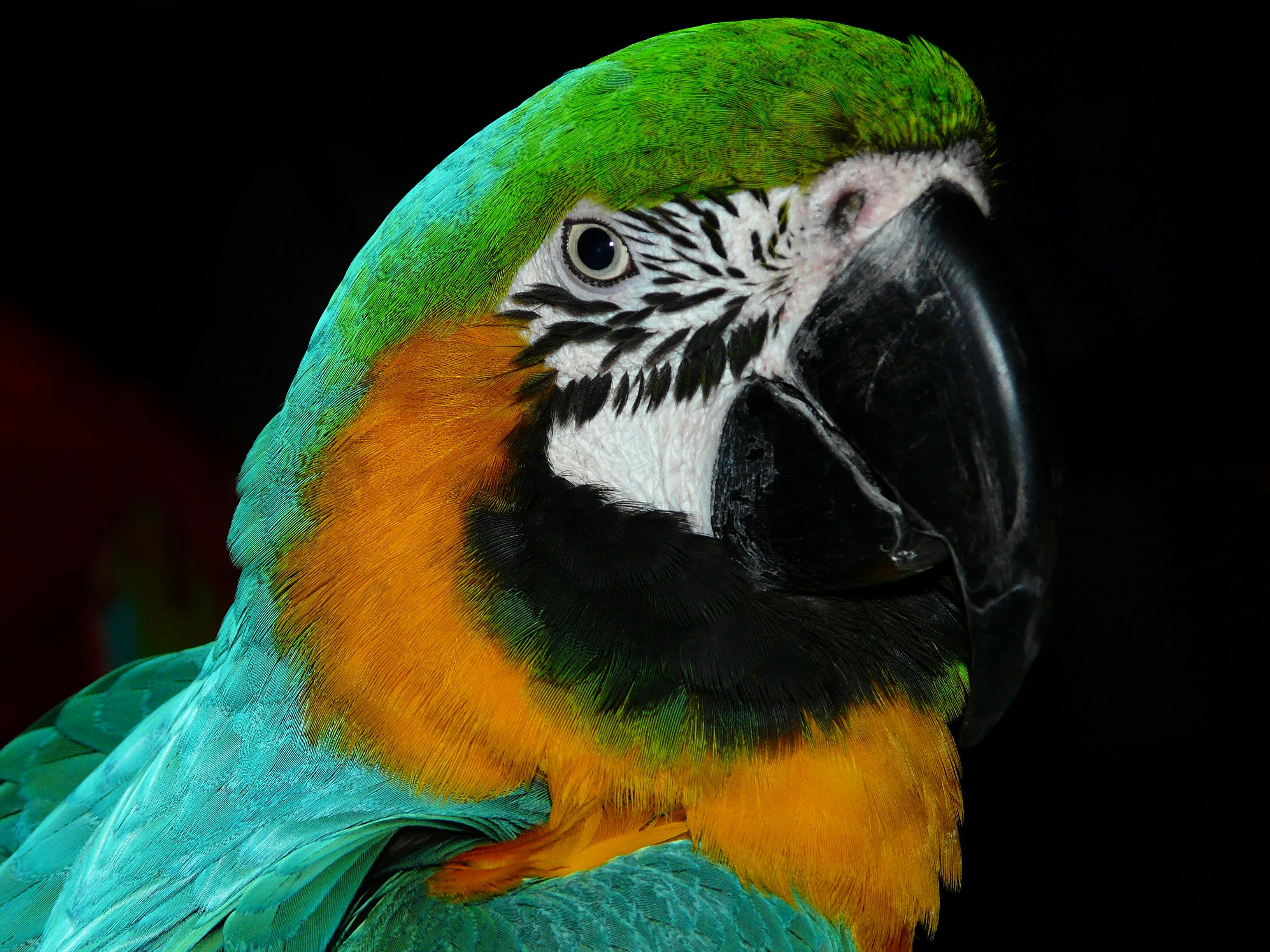 Parrots in Aviary