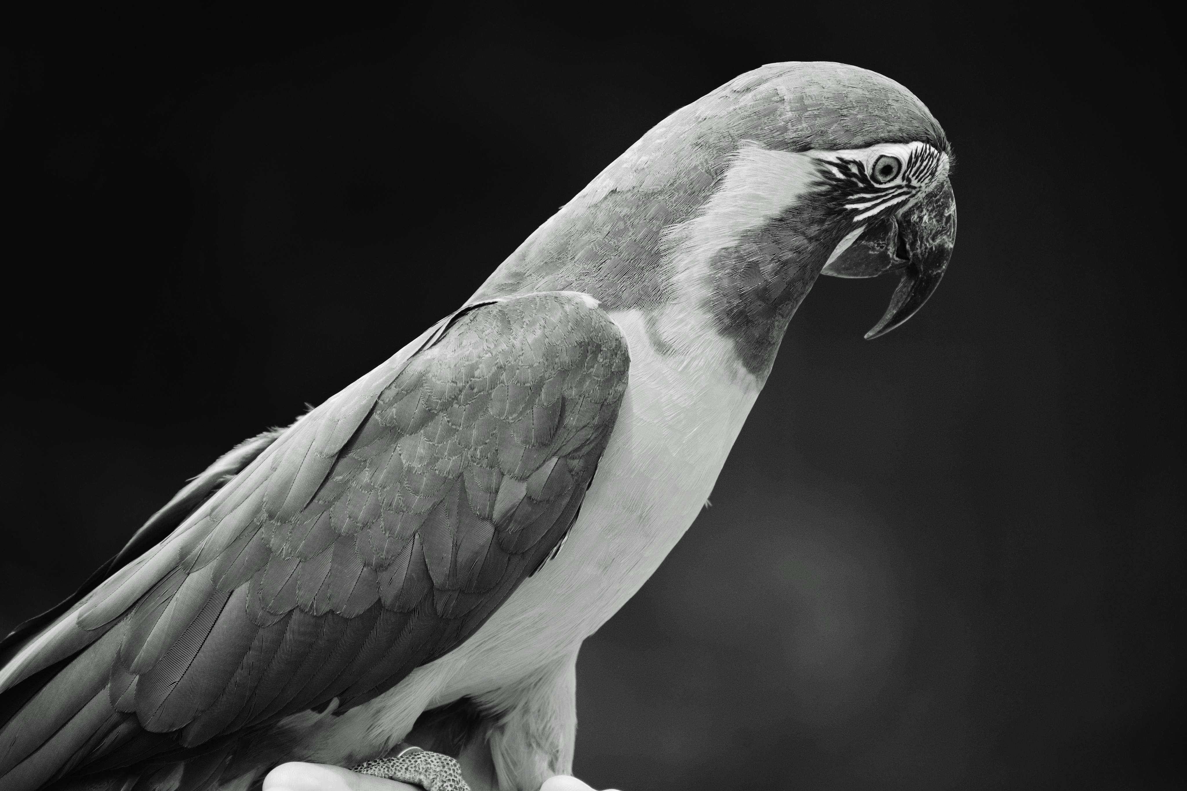 Healthy Black Parrot