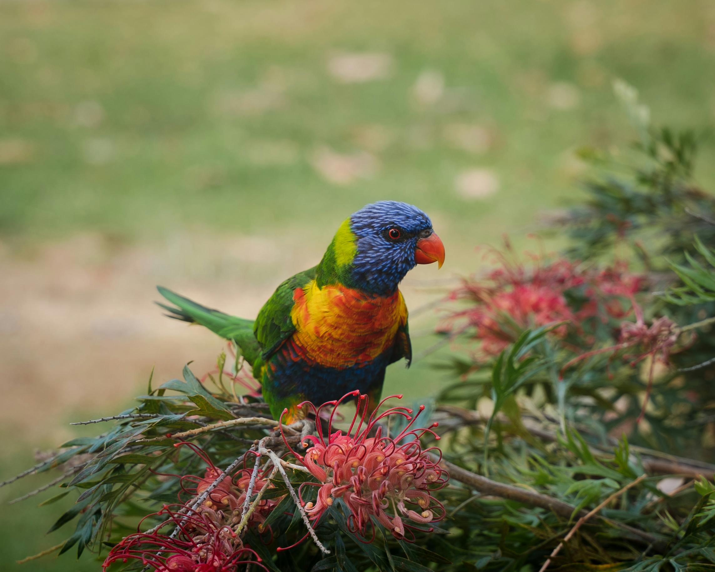 Happy Blue Parrot