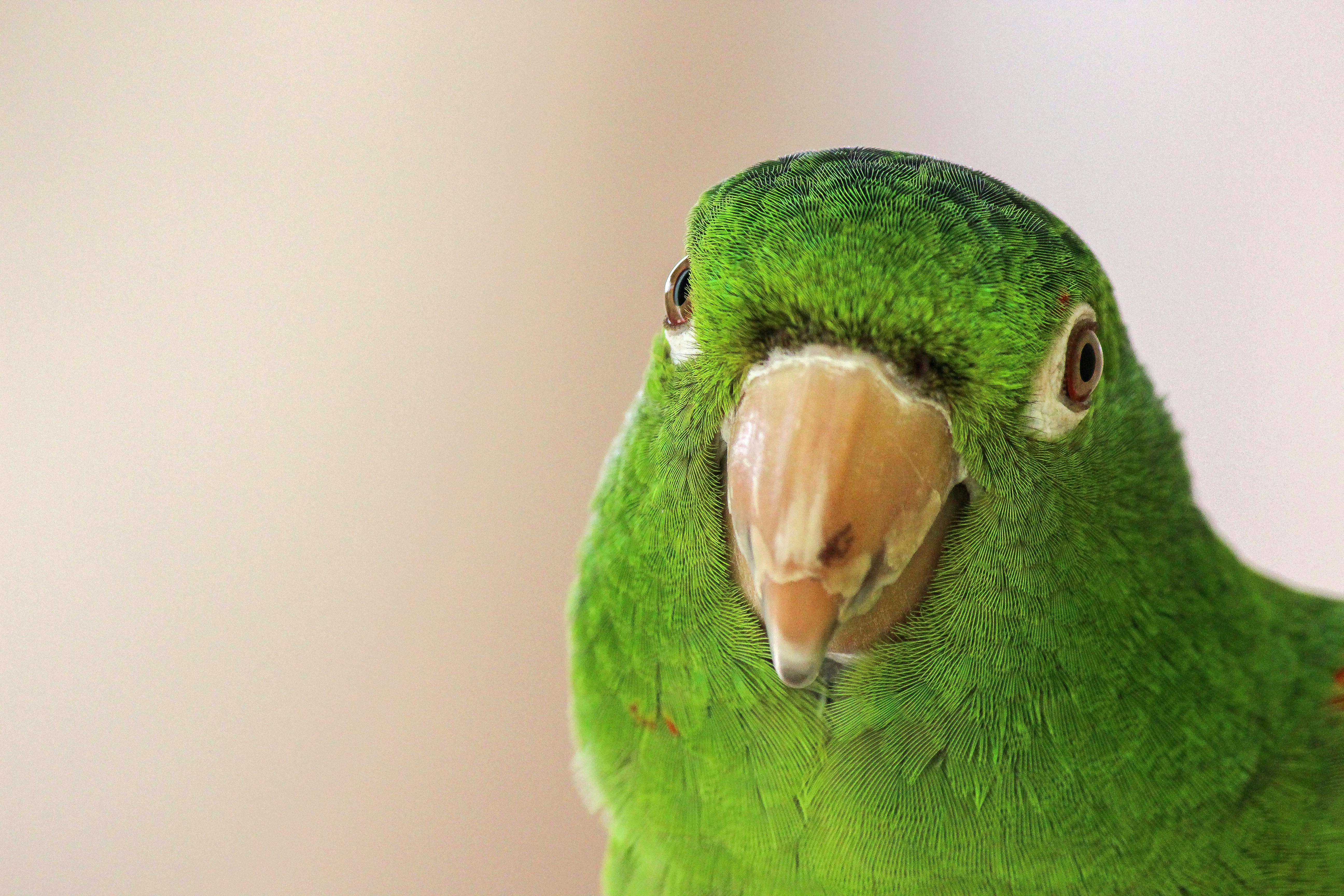 Beautiful talking parrot for sale