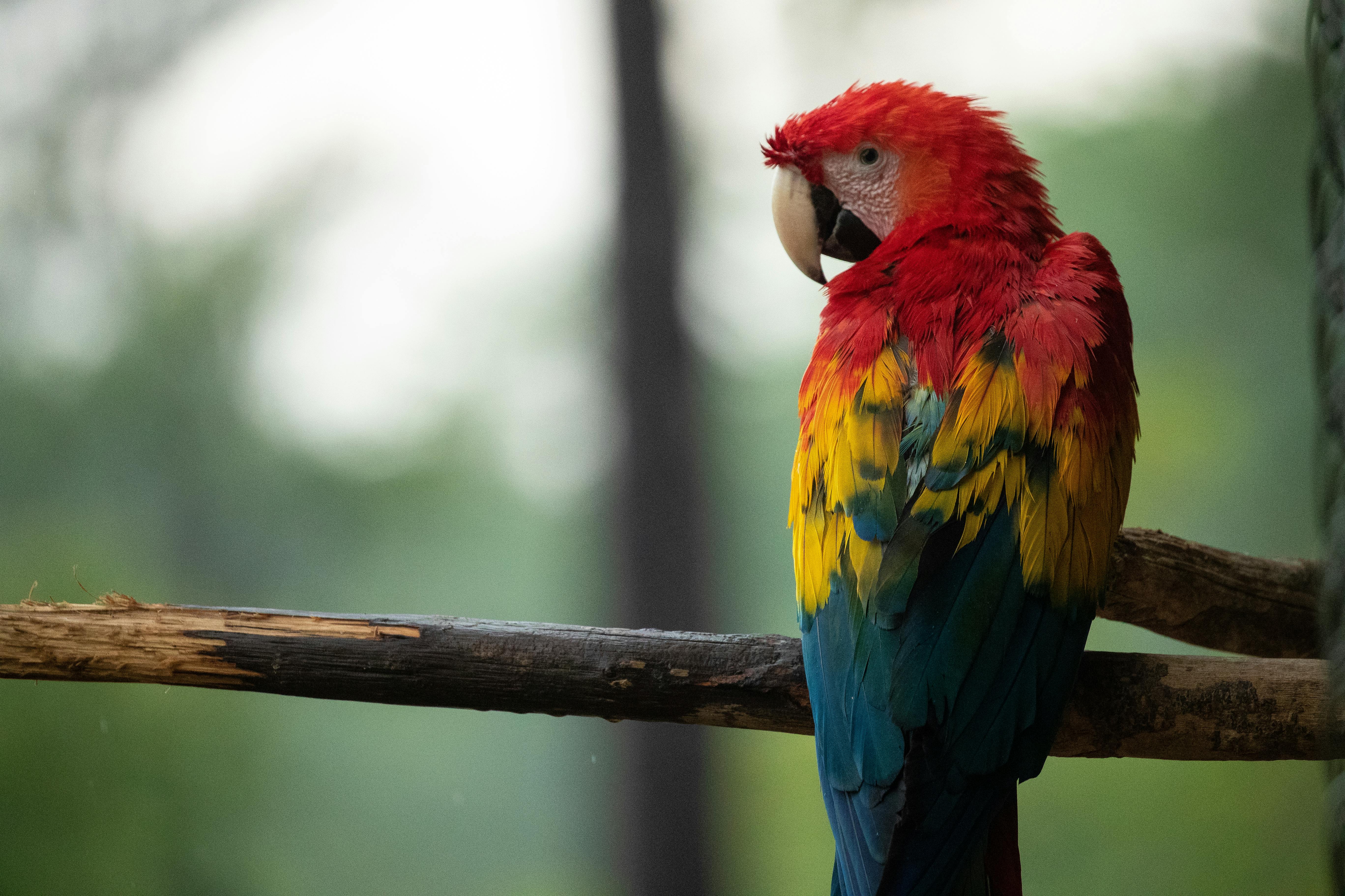 Red Crowned Parrot