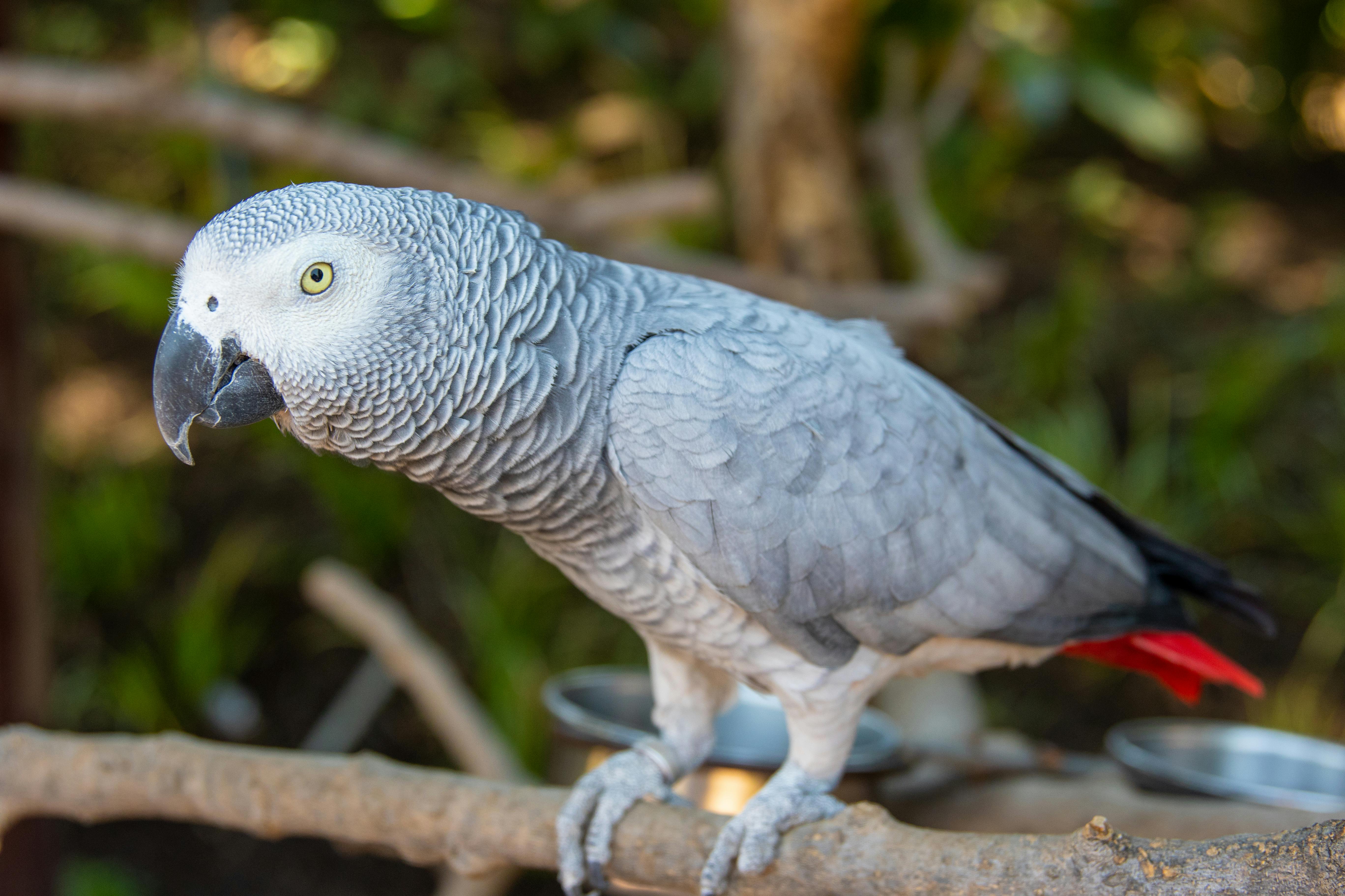 Red Crowned Parrot in Natural Habitat