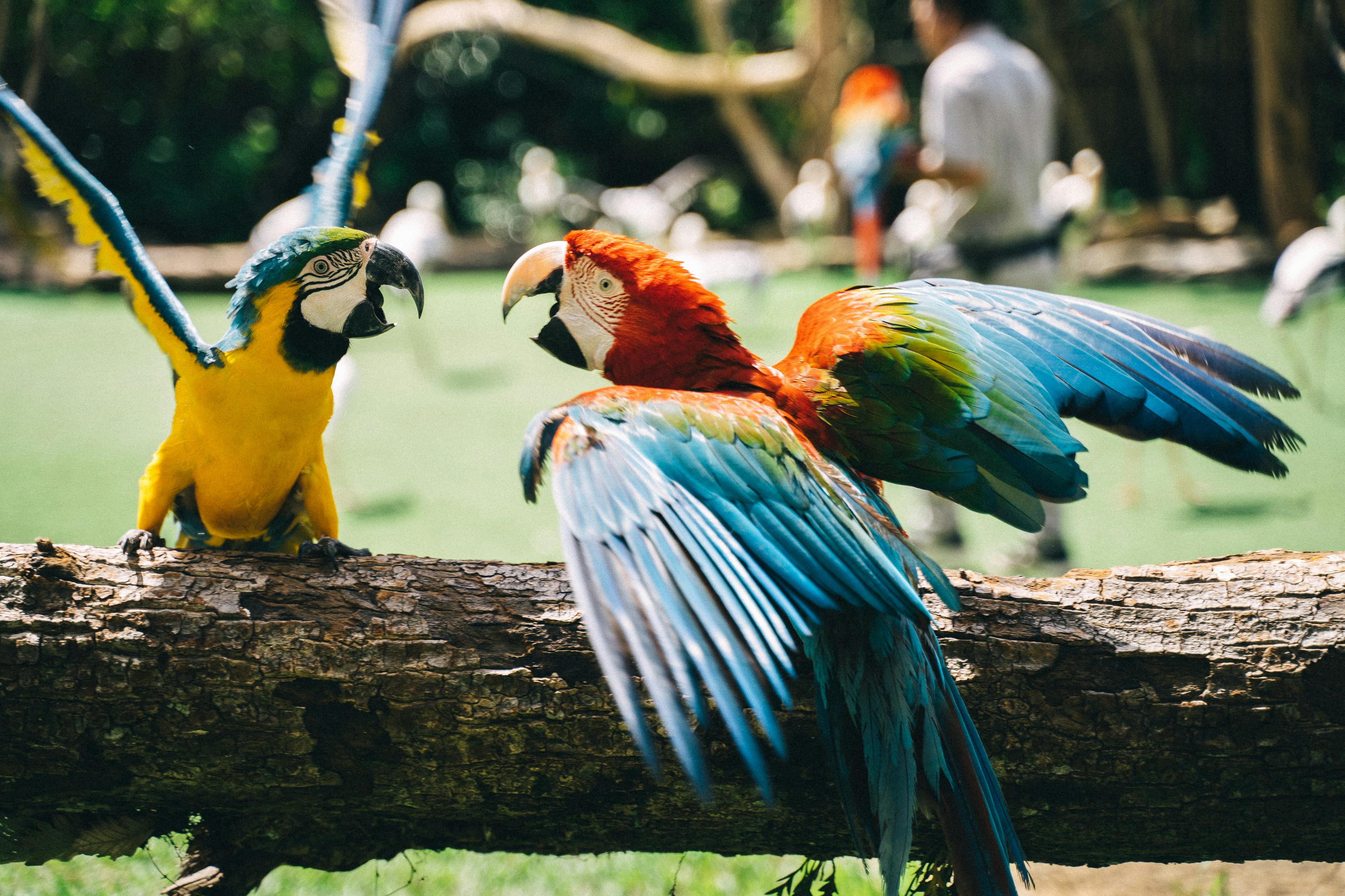 Cape Parrot in Habitat