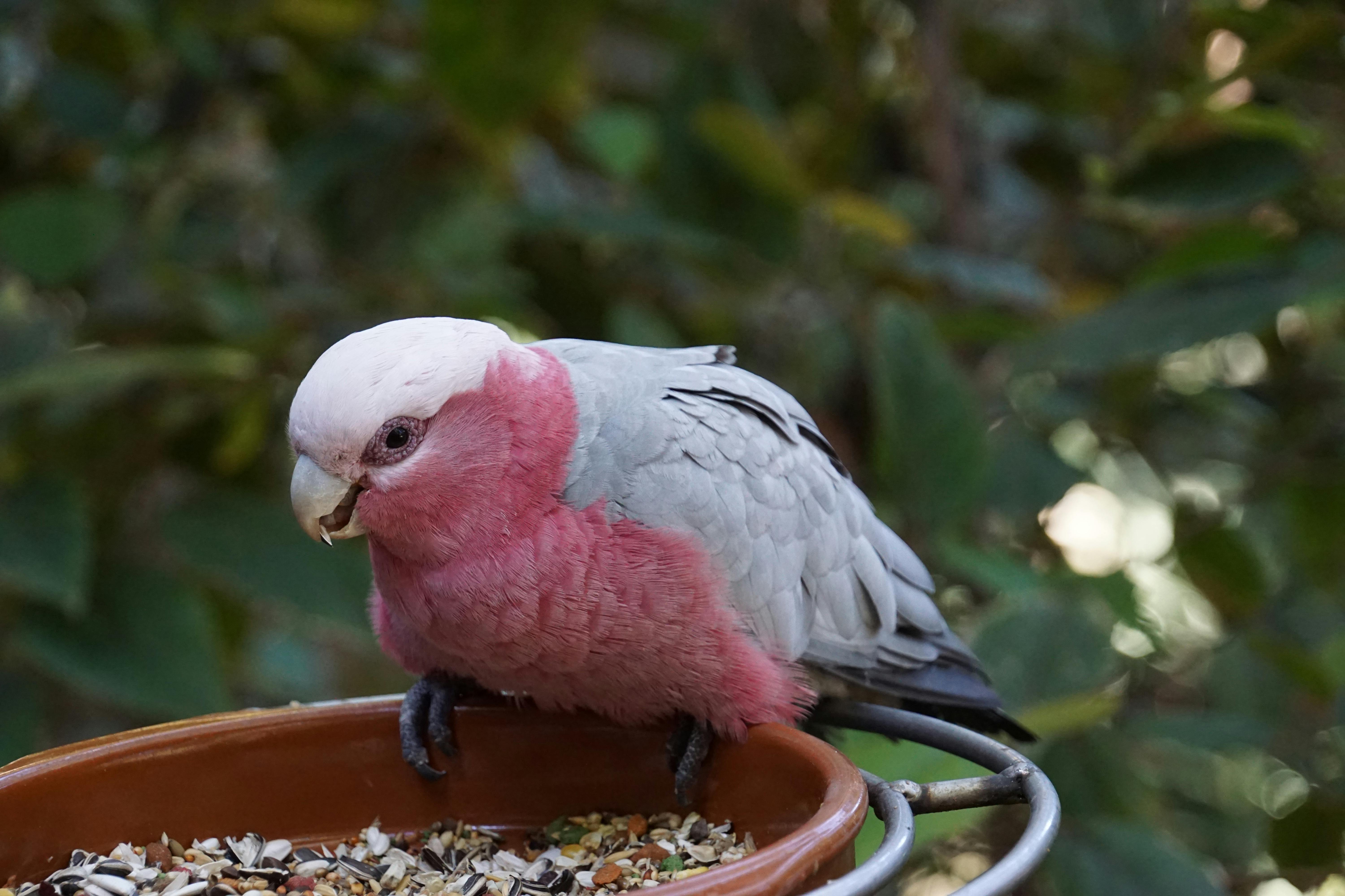 Dancing Parrot GIF