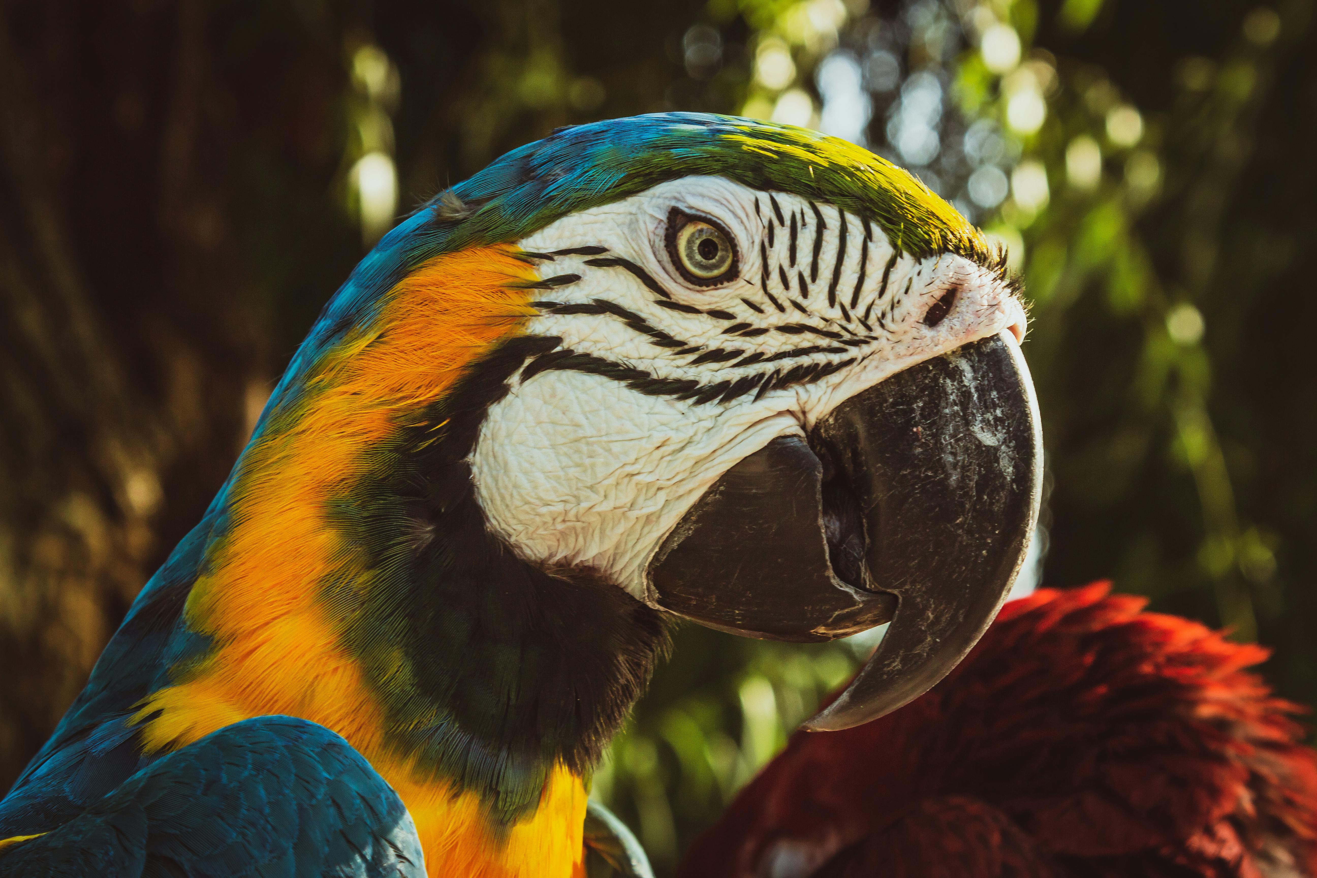 Green Amazon Parrot