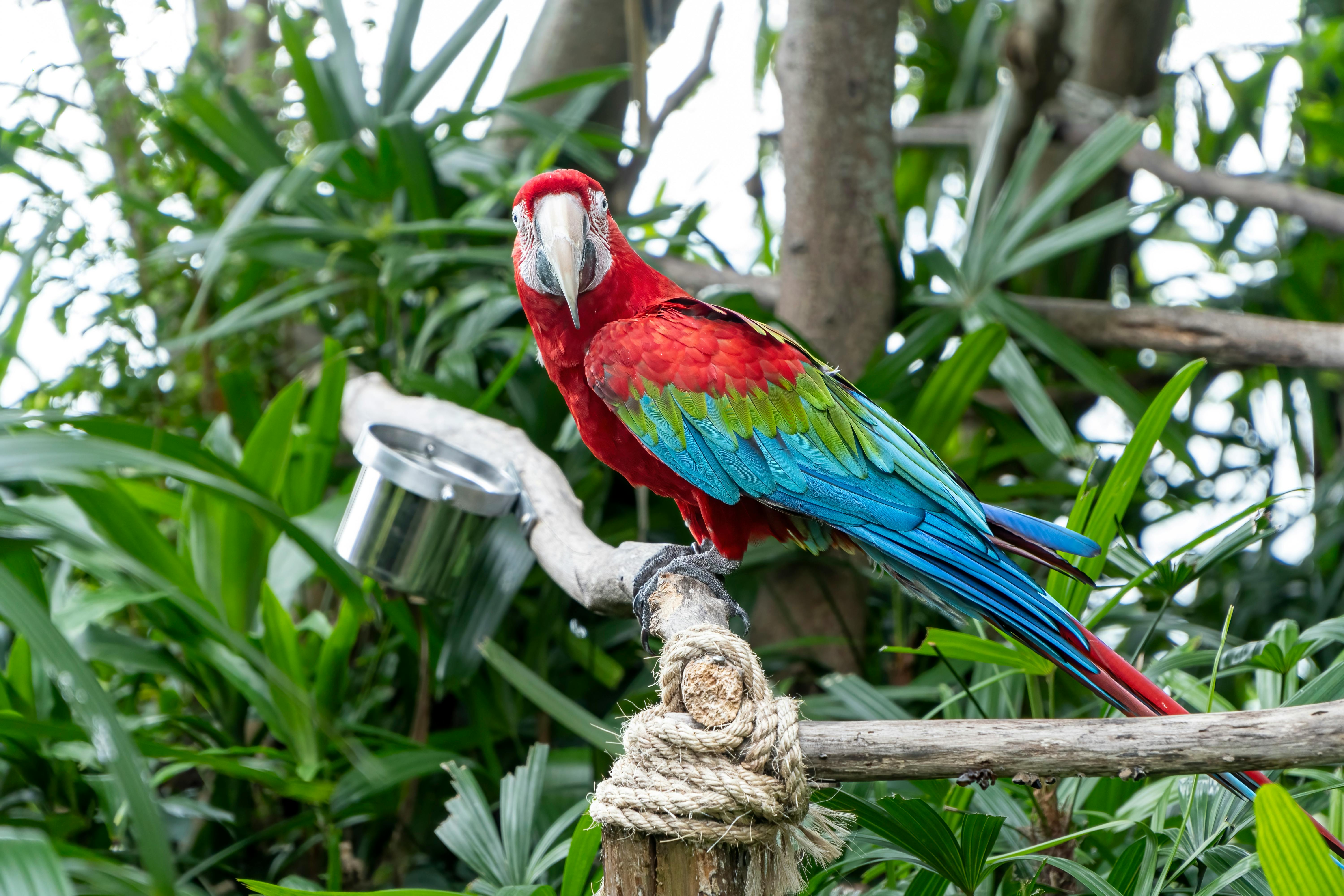 Happy Green Amazon Parrot