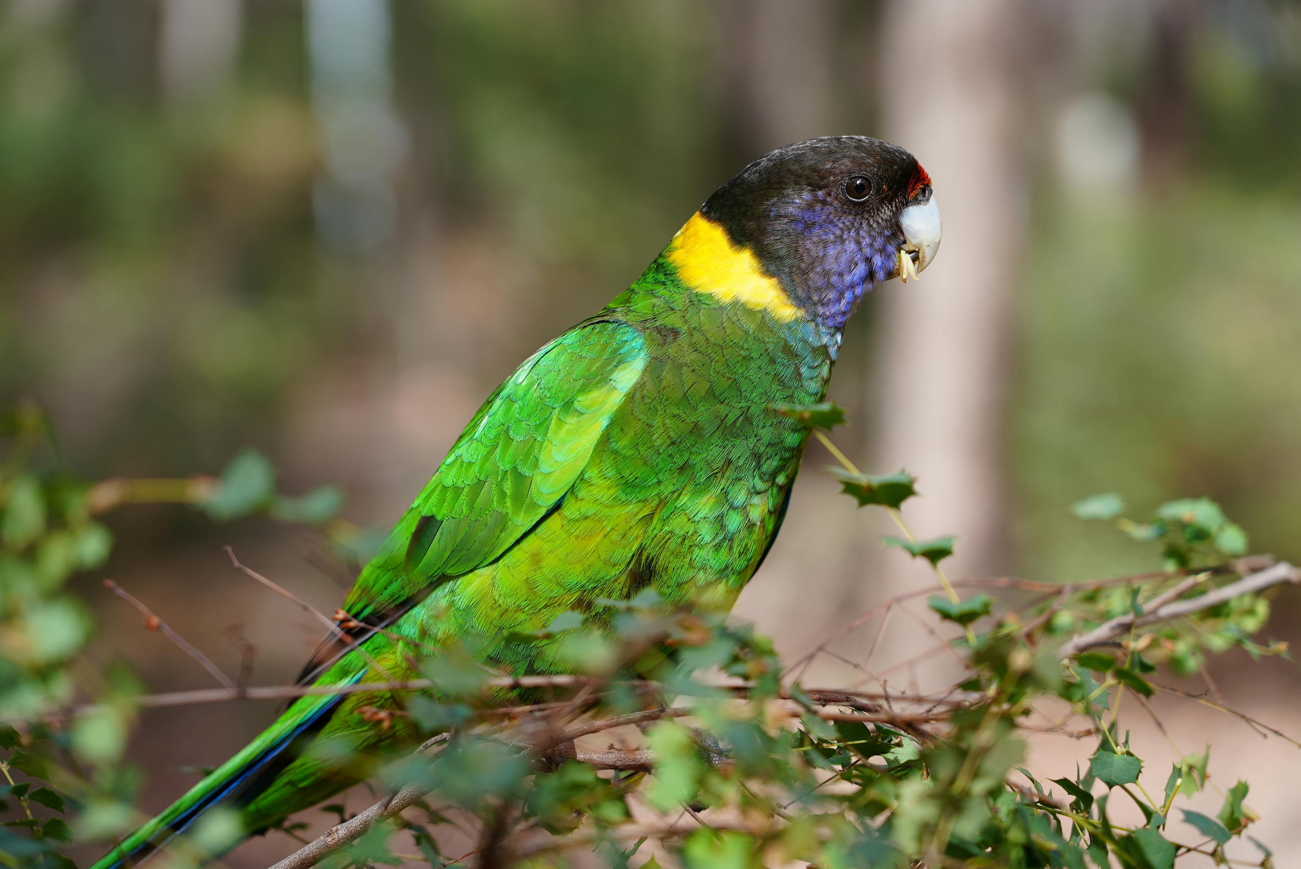 Colorful Parrot Birds