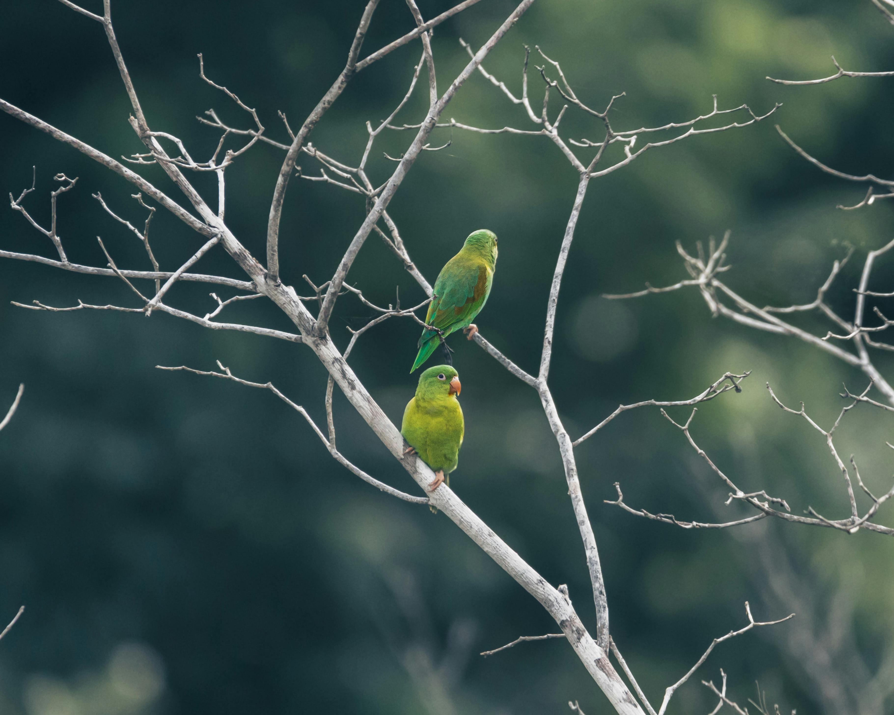 Parrot Birds in Habitat