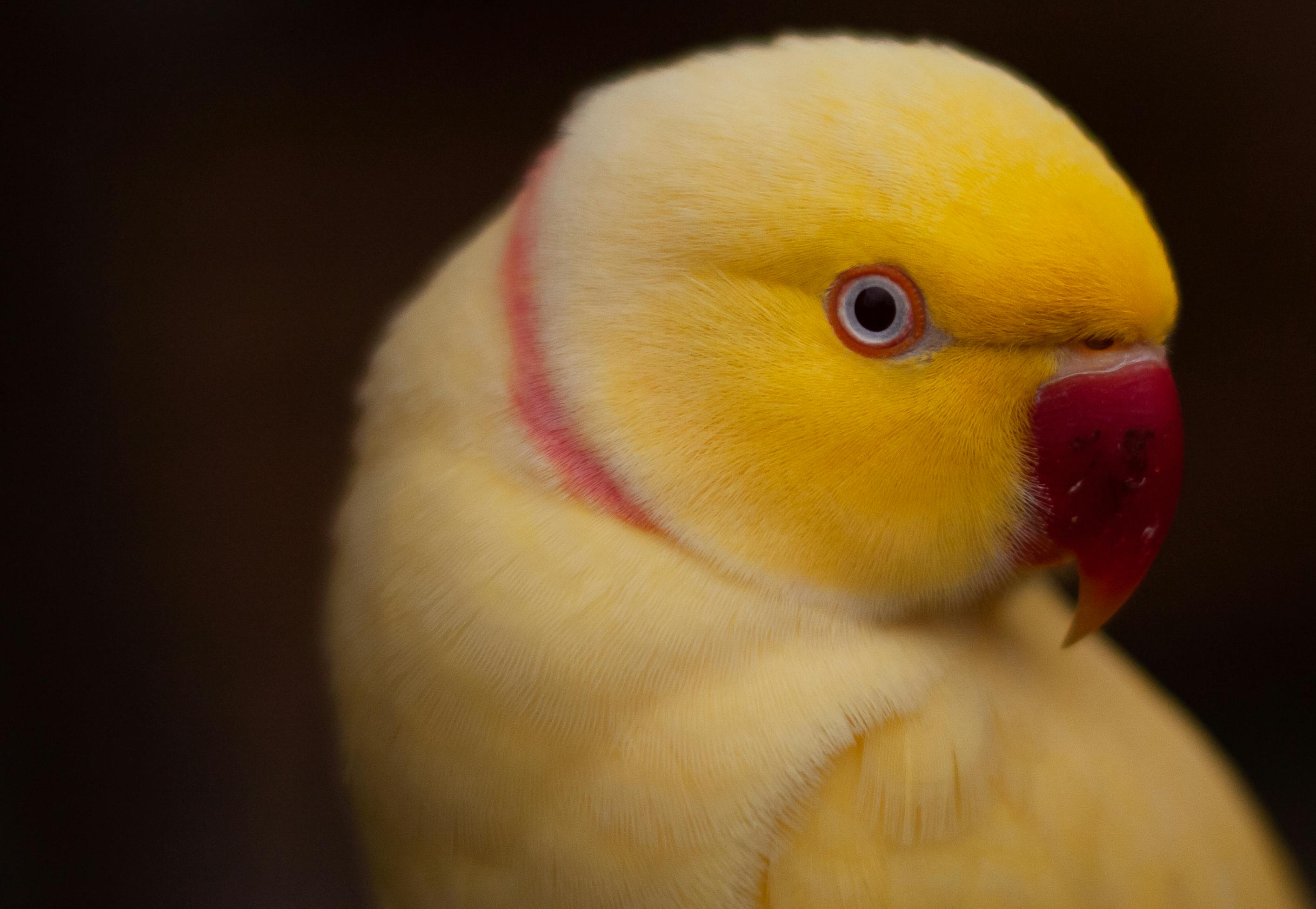 Beautiful Indian Parrot