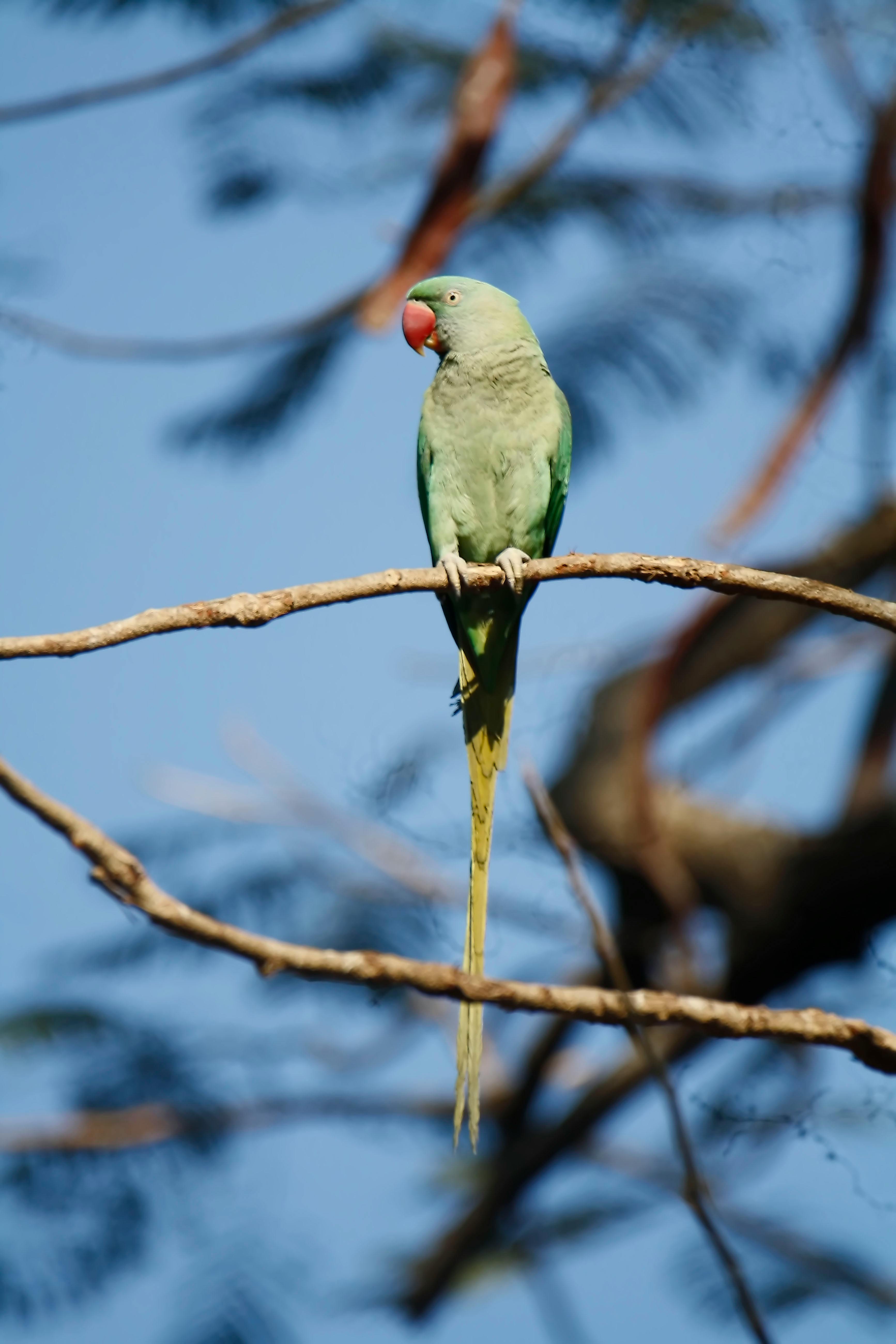 Indian Parrot Communicating