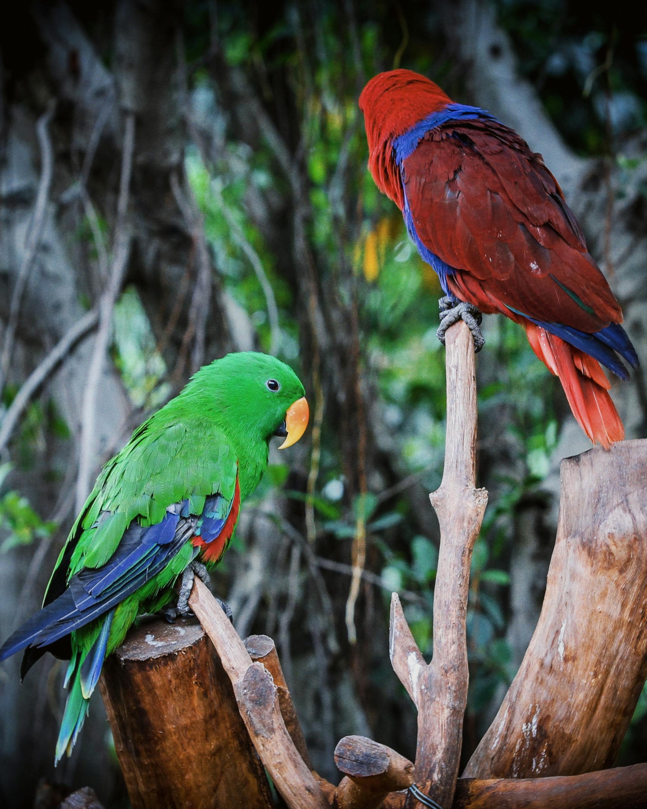 Healthy Eclectus Parrot