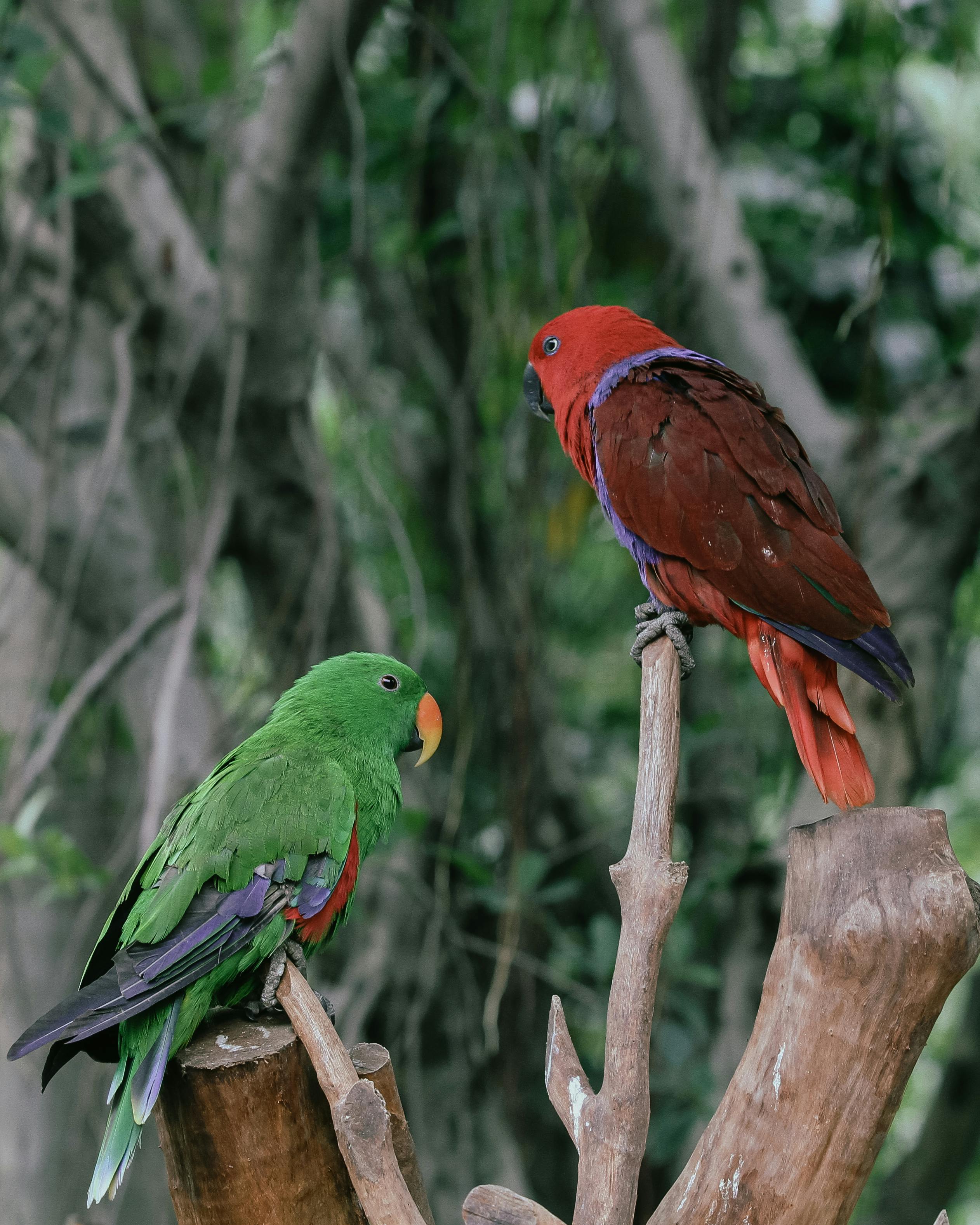 Types of Parrots