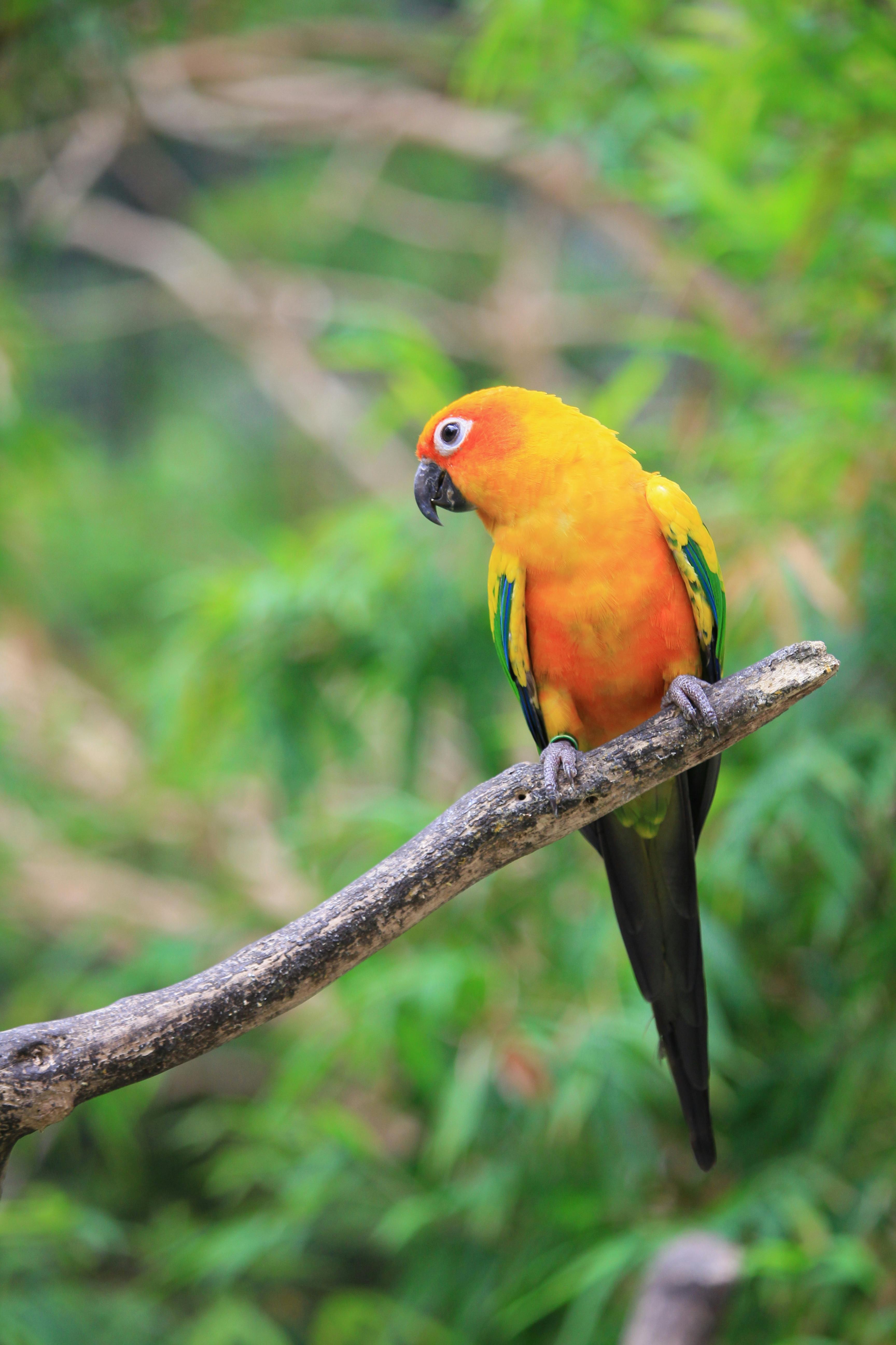 Sun Conure Parrot