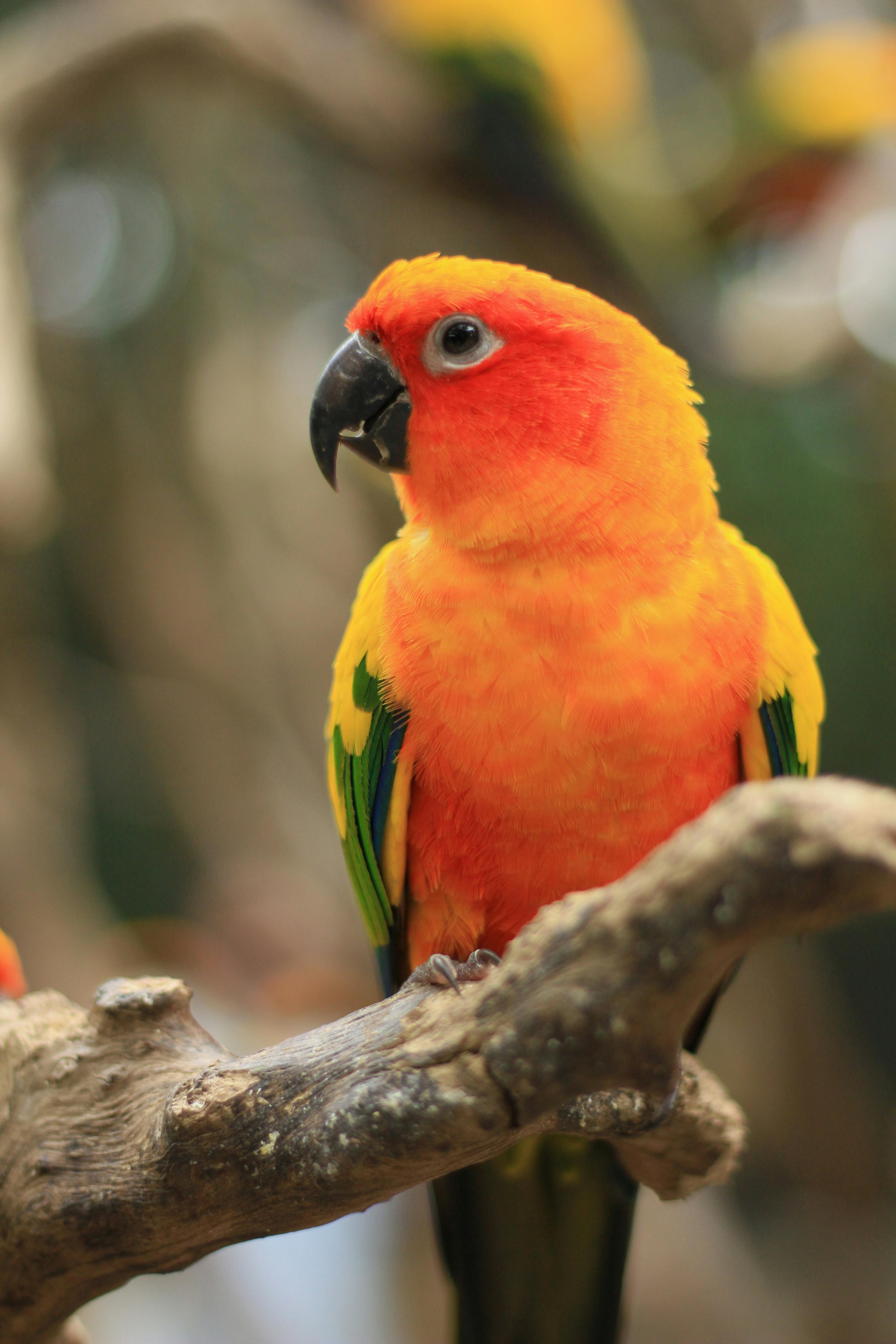 Happy Sun Conure Parrot