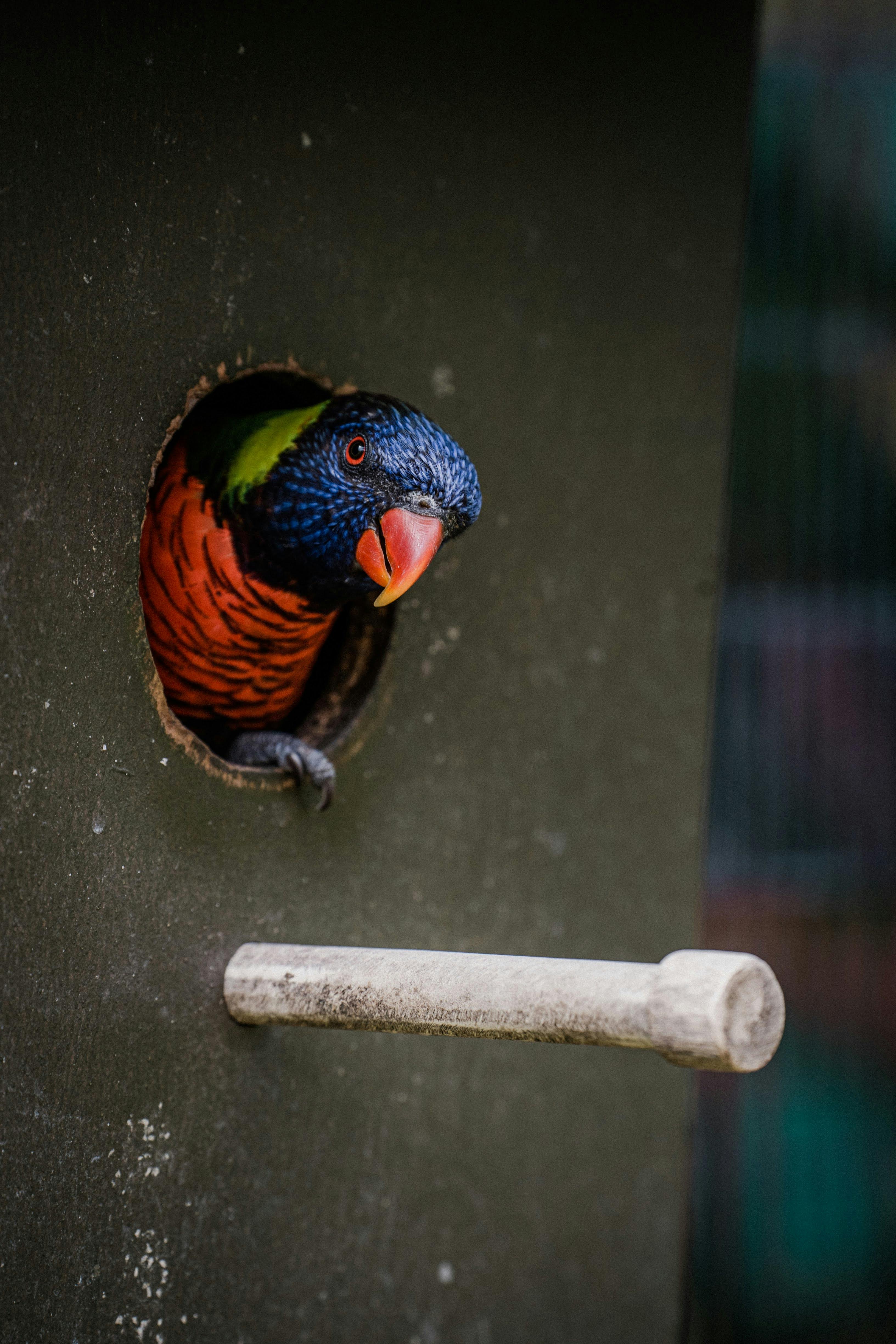 Parrot Habitat Enhancement