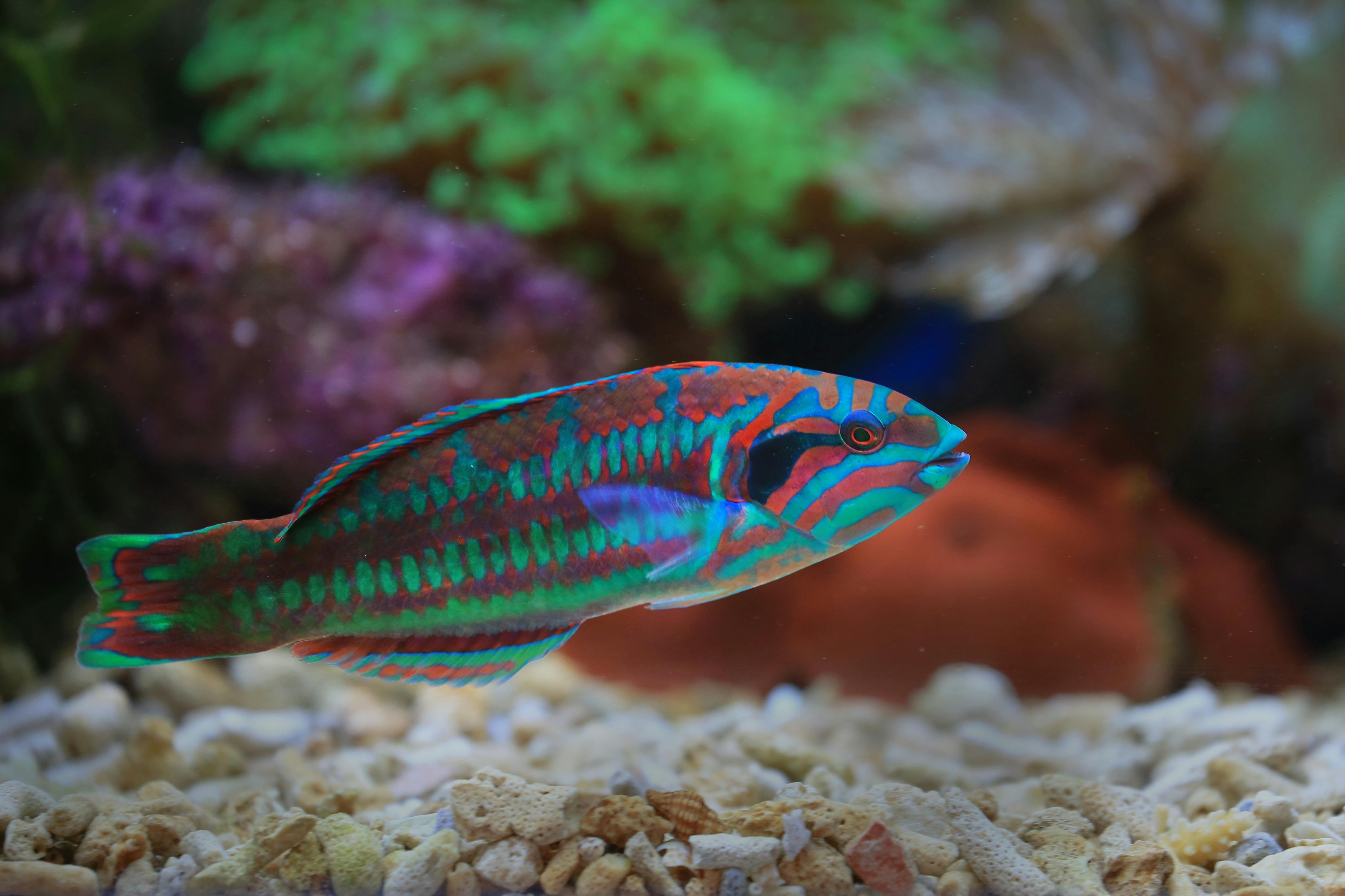 Colorful Parrot Fish