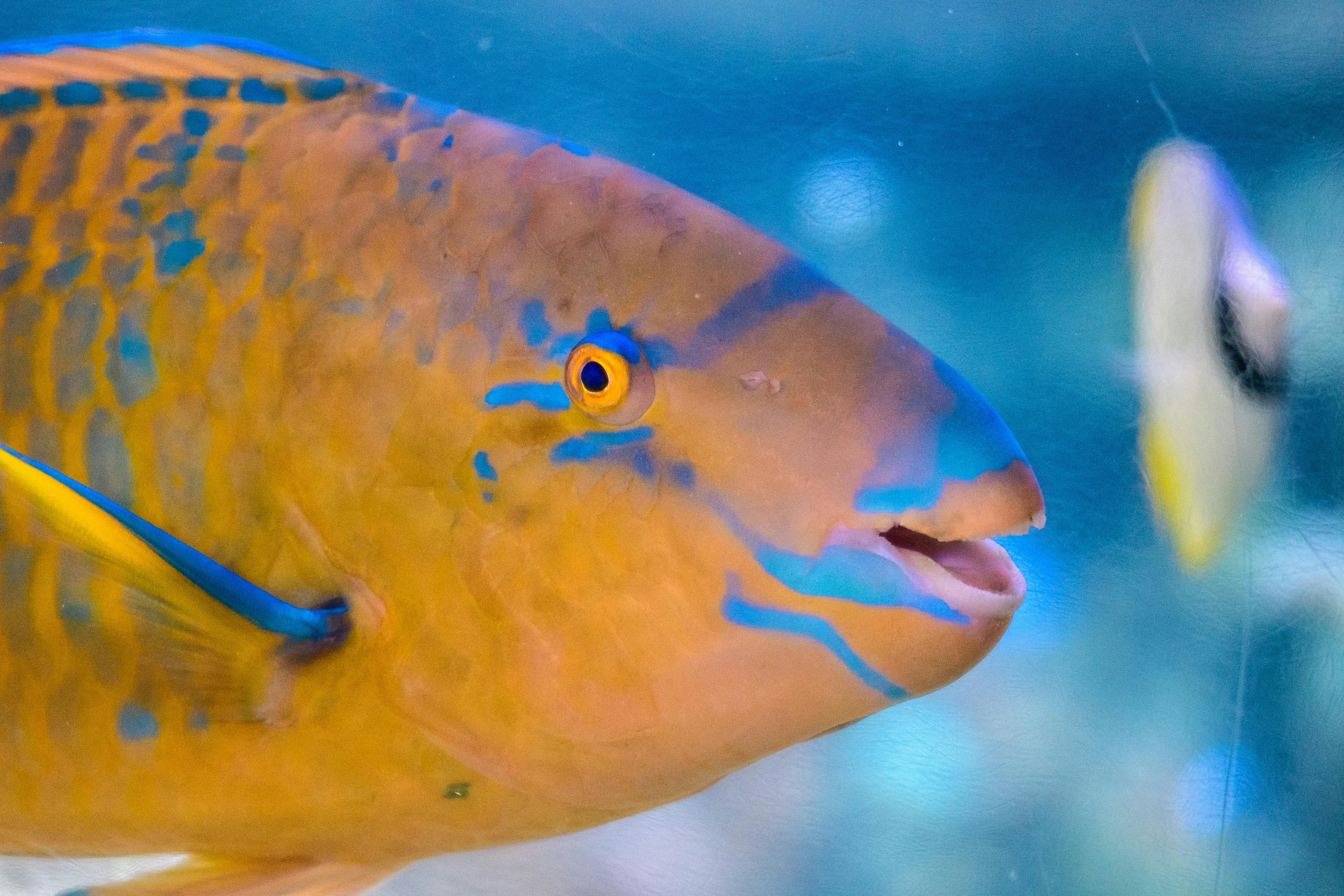 Parrot Fish in Aquarium