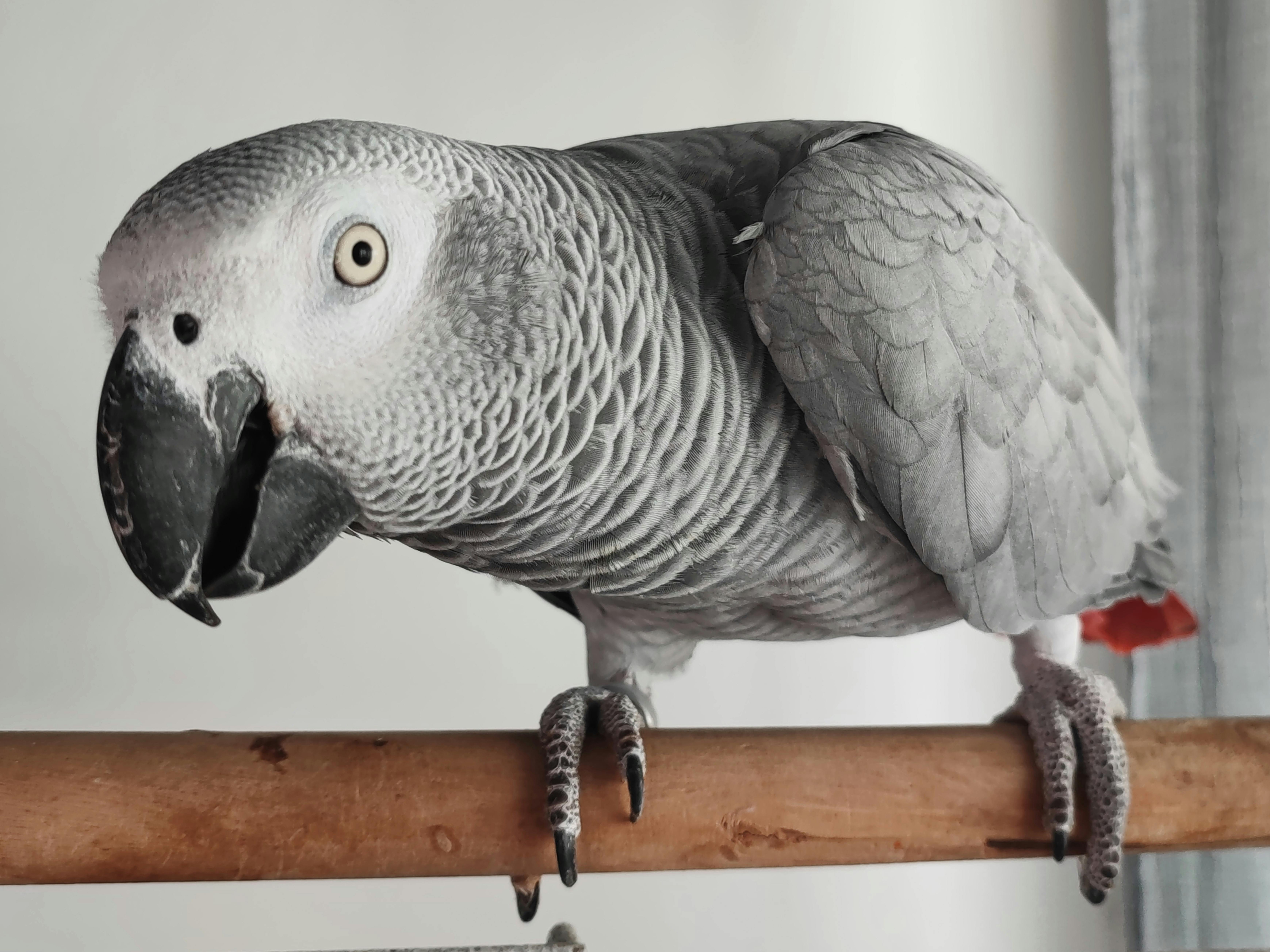 African Grey Parrot