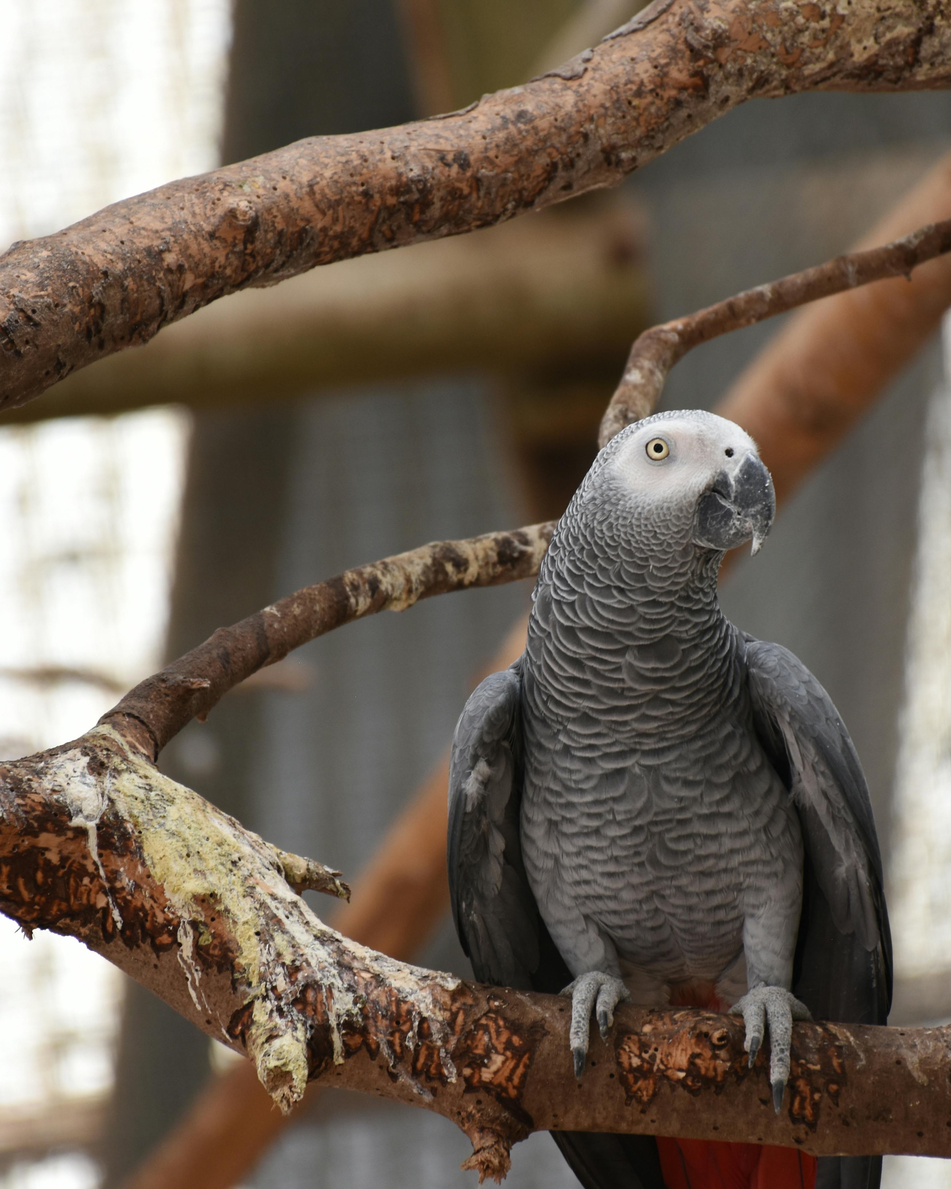 African Grey Parrot