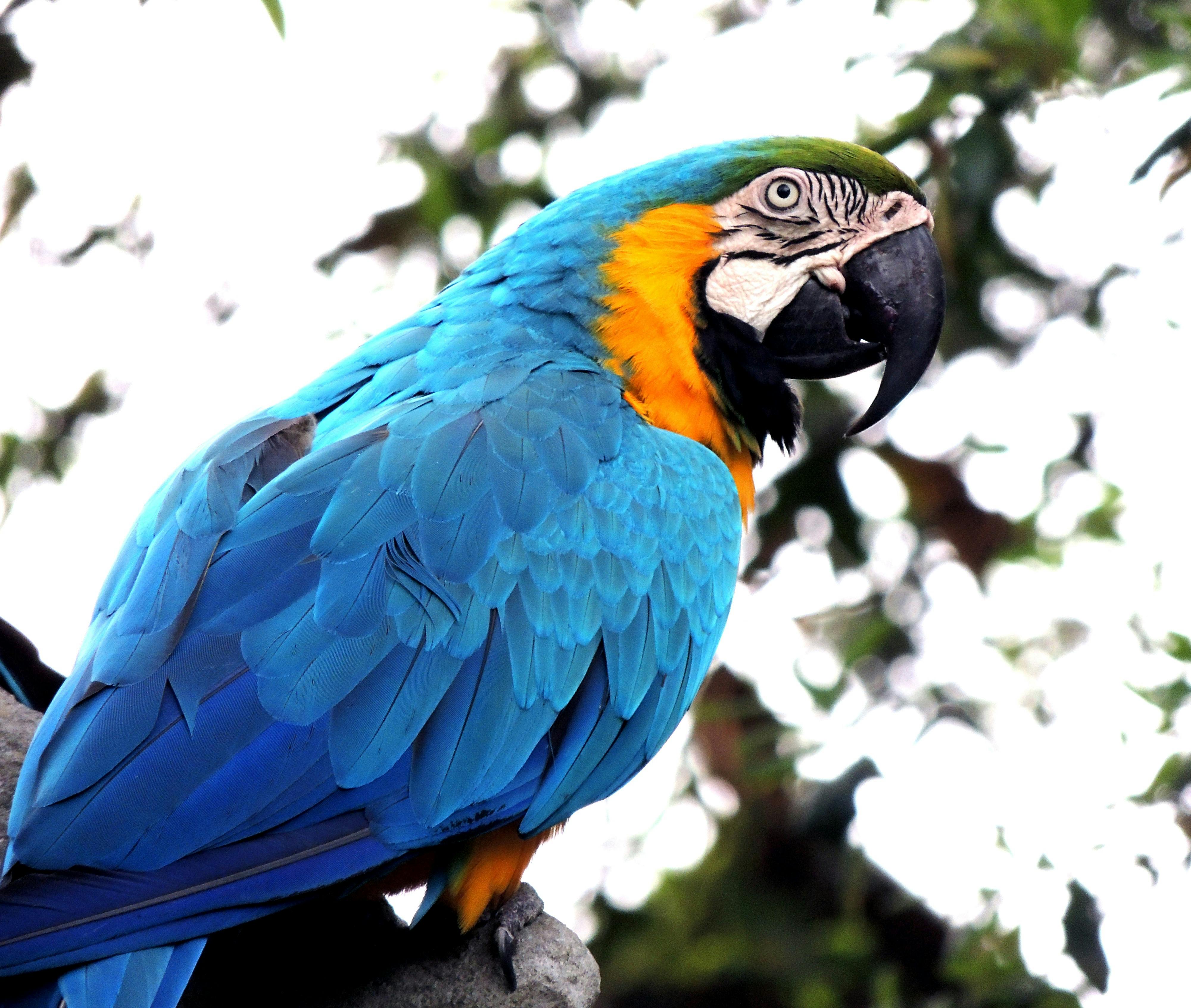 Beautiful Macaw Parrot