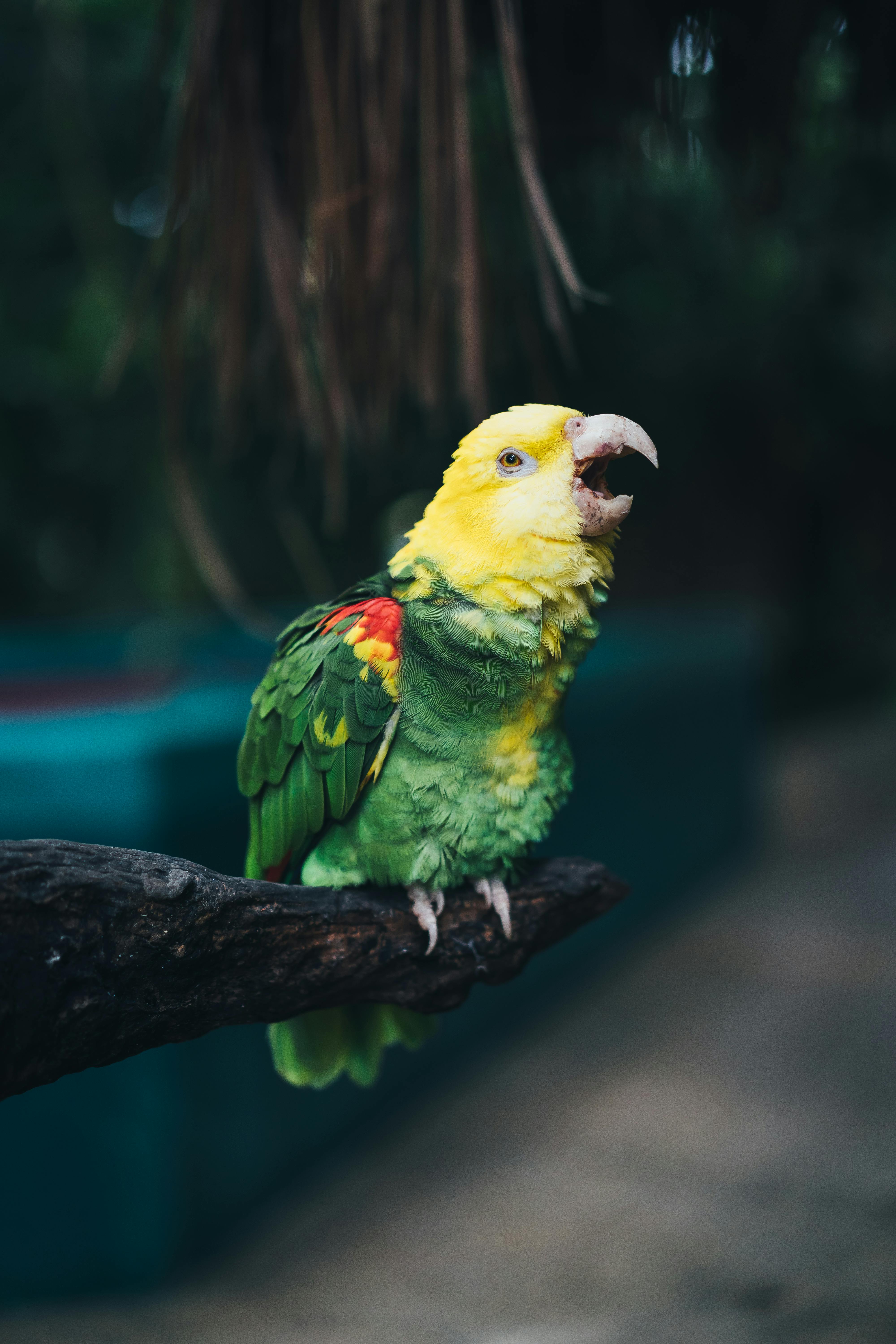 Trained Macaw Parrot