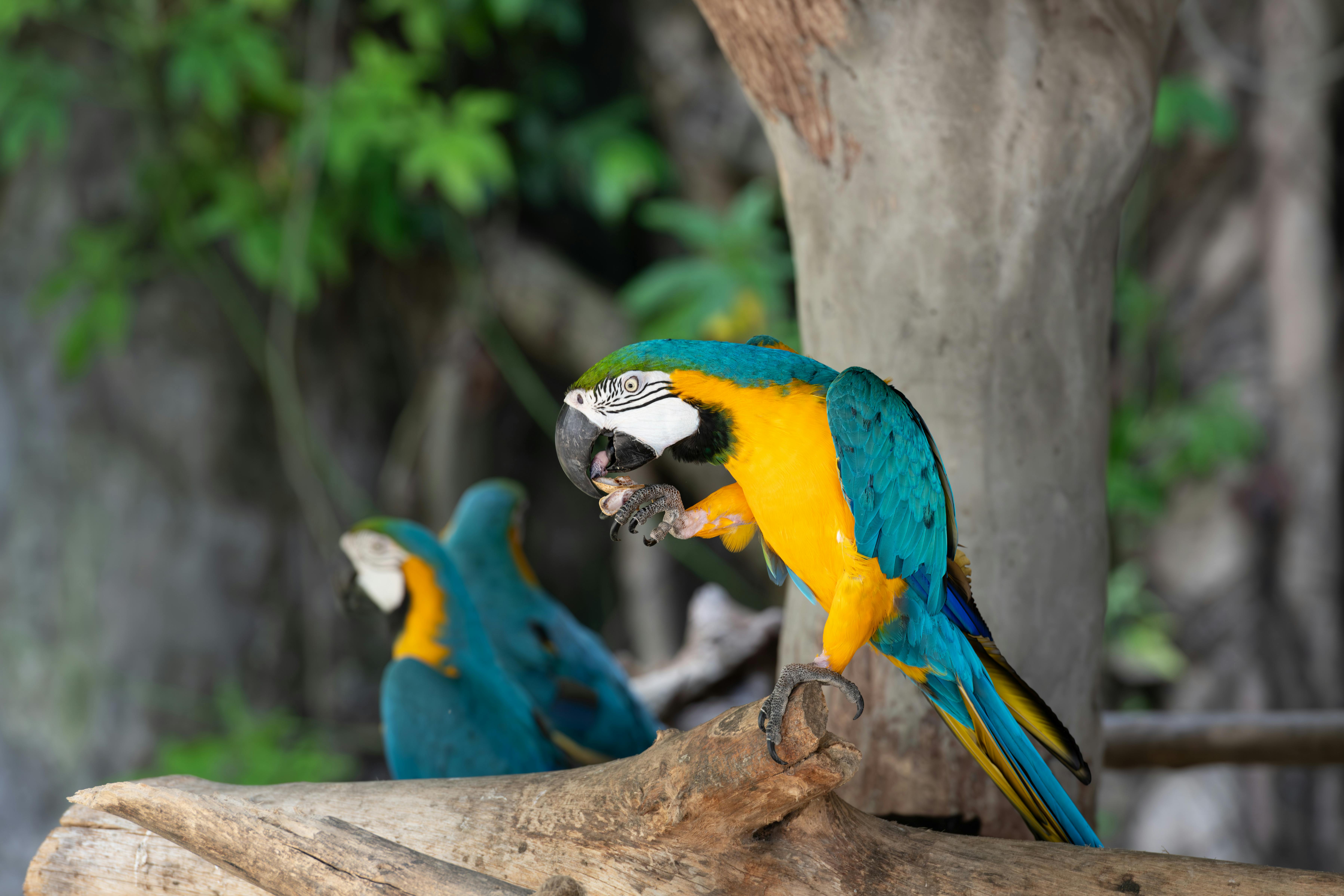 Colorful Parrots