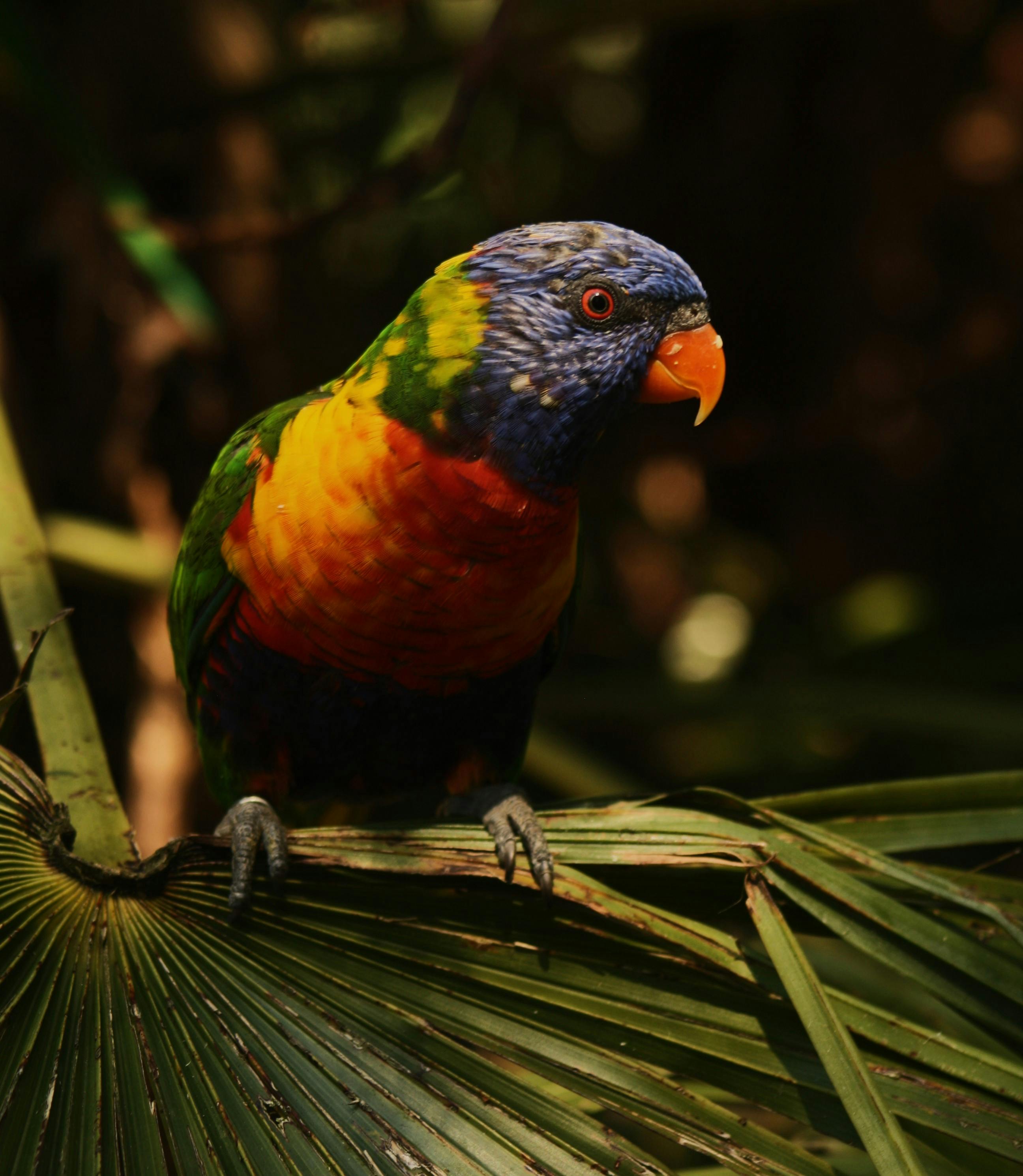 Various Parrot Breeds