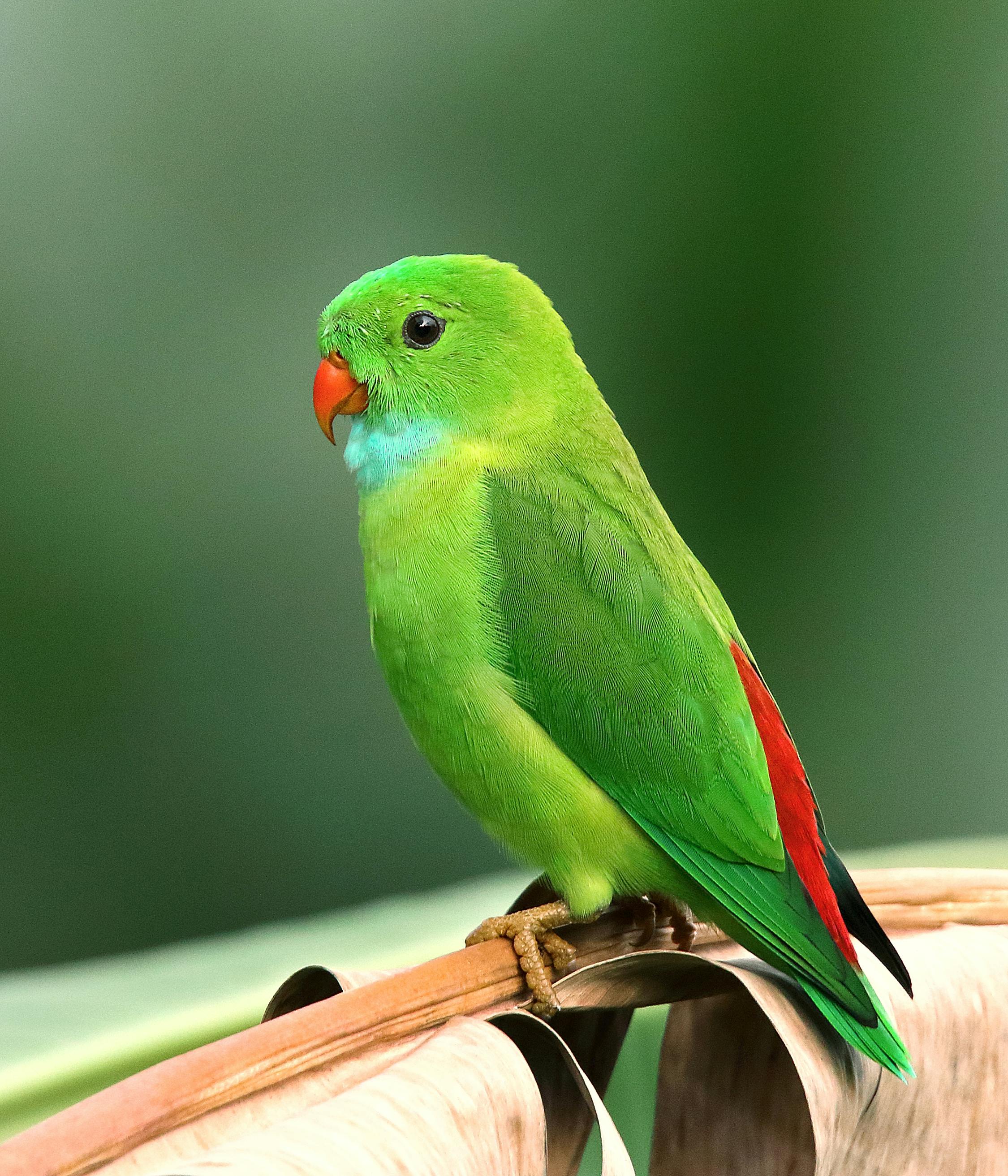 Colorful Parrot Toys