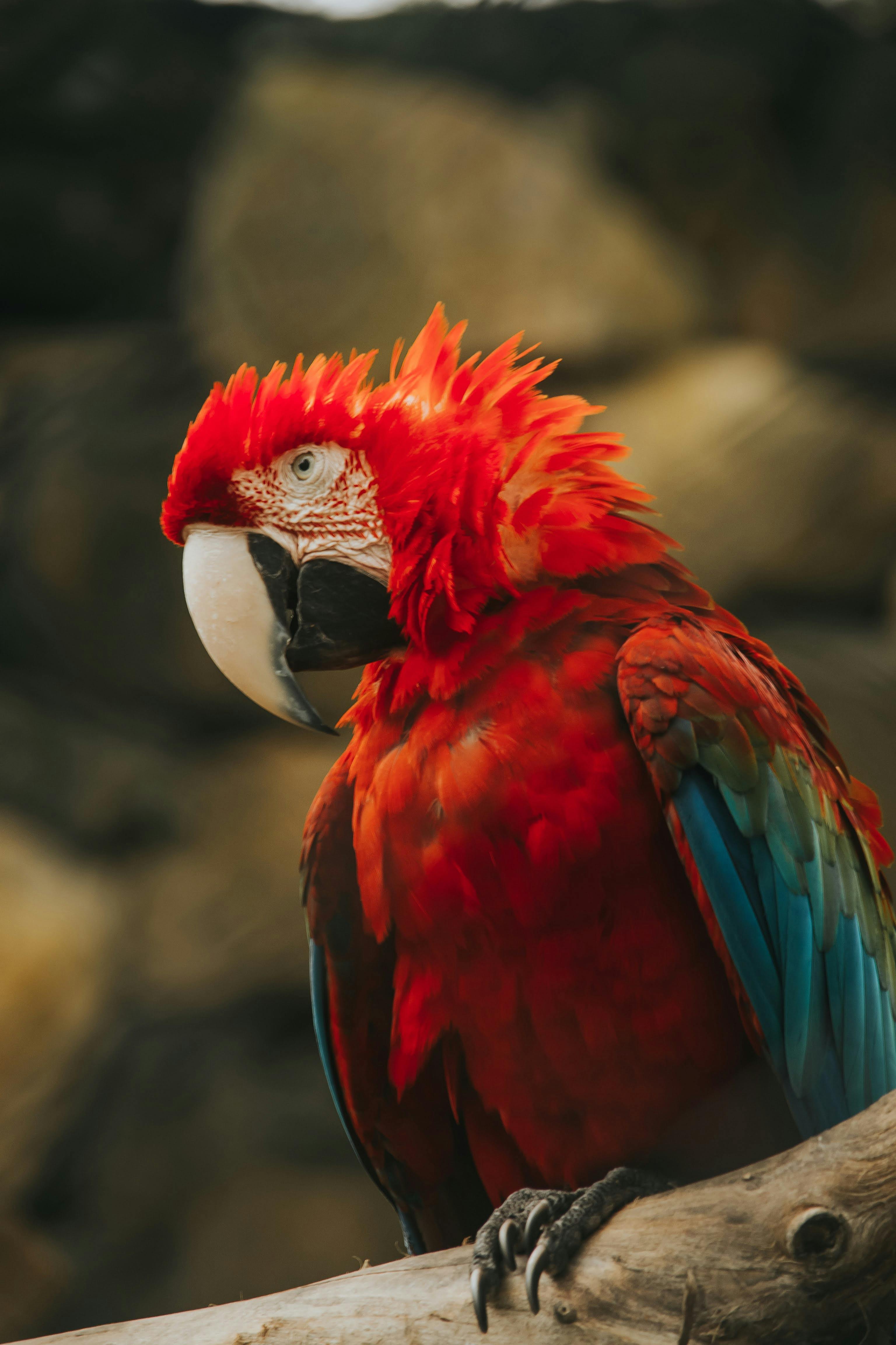 Colorful Parrots