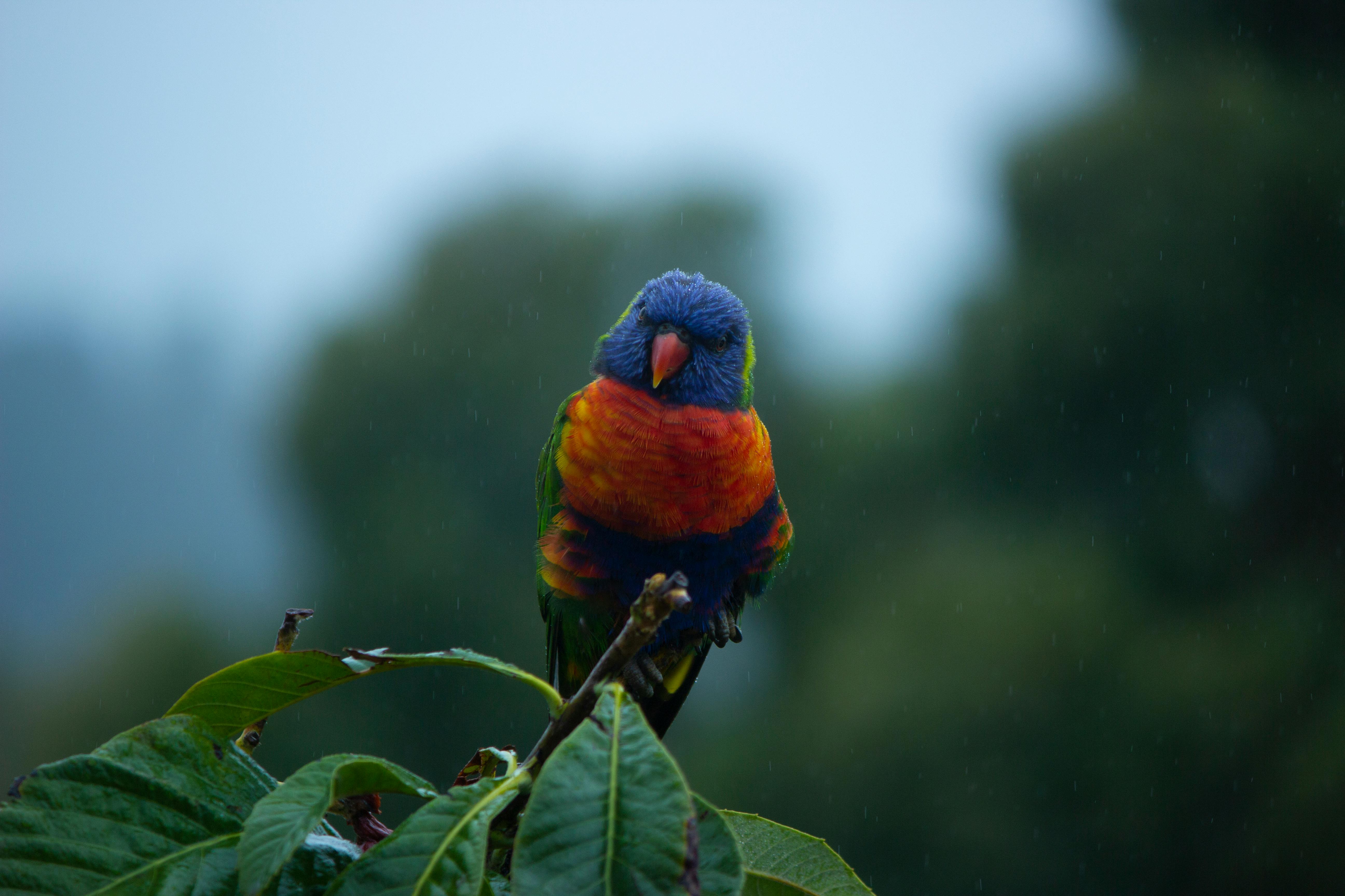 Parrot Heads Celebration